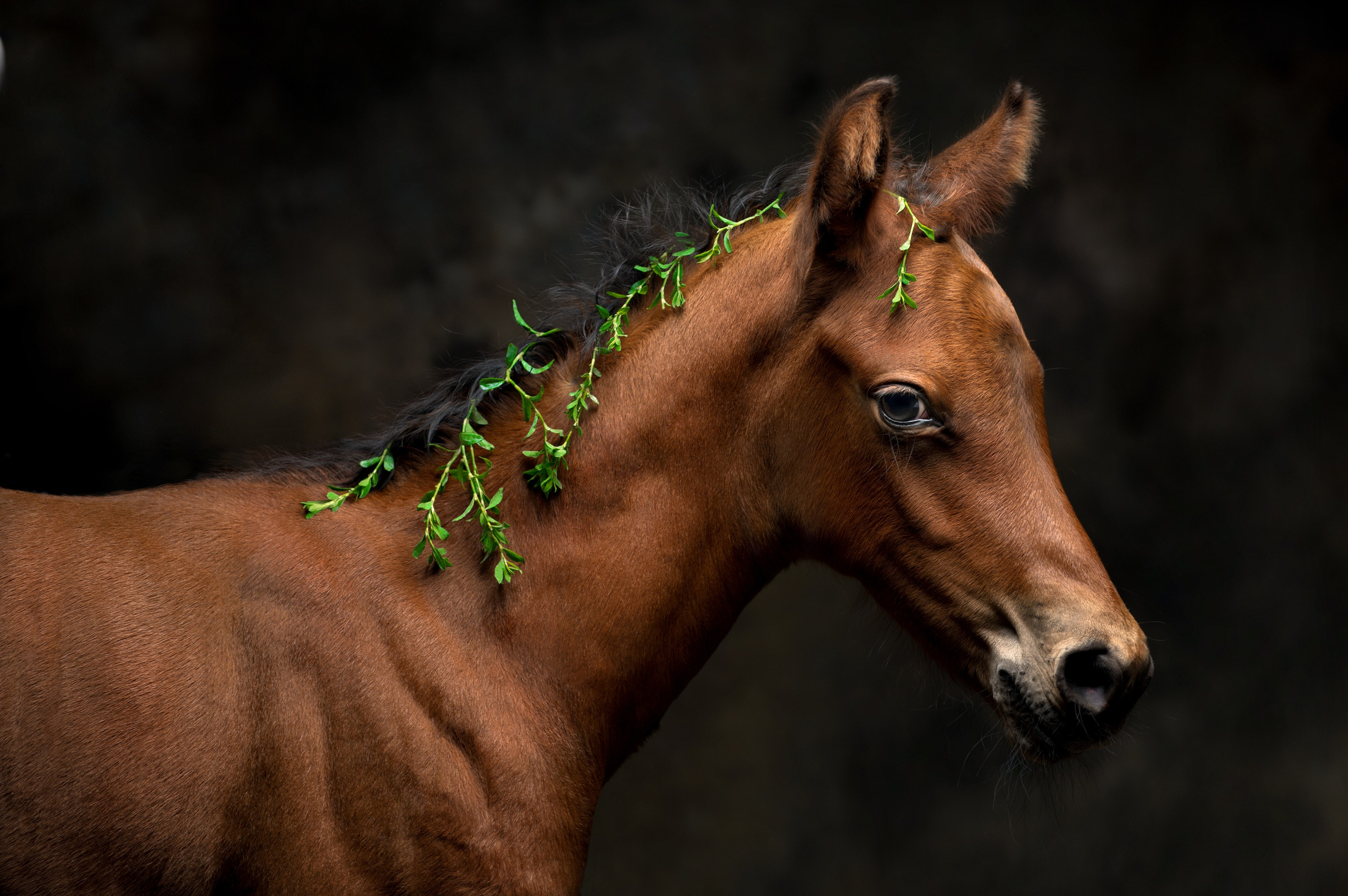 Лошади в студии. Лана Петрова, фотограф