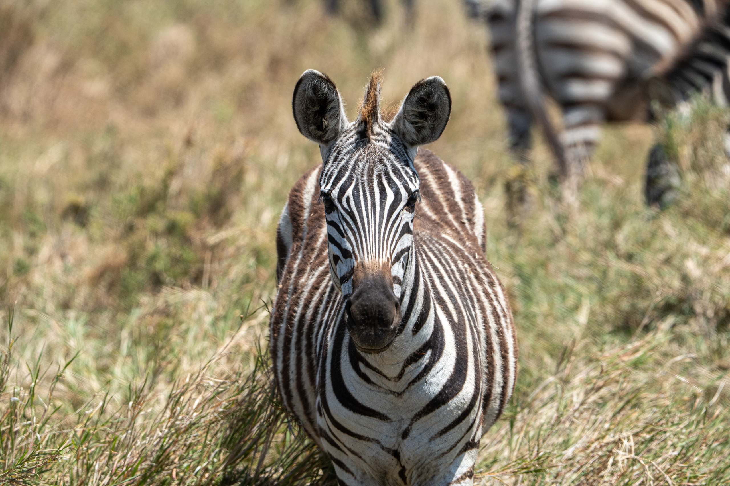 Танзания, сафари, 2025. Творческие сьемки