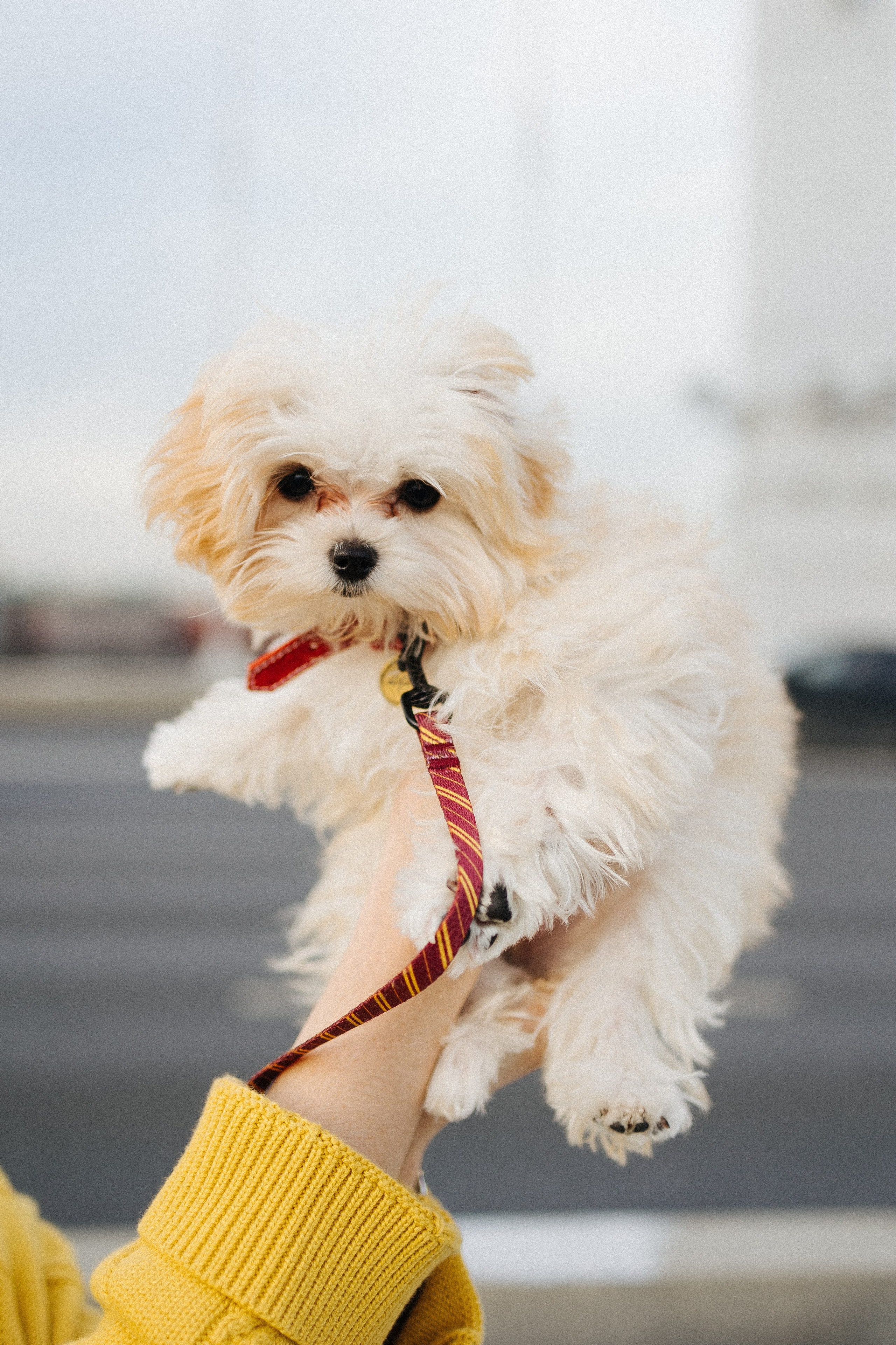 Оля и Бри. Фотораф — анималист Мария Шистка