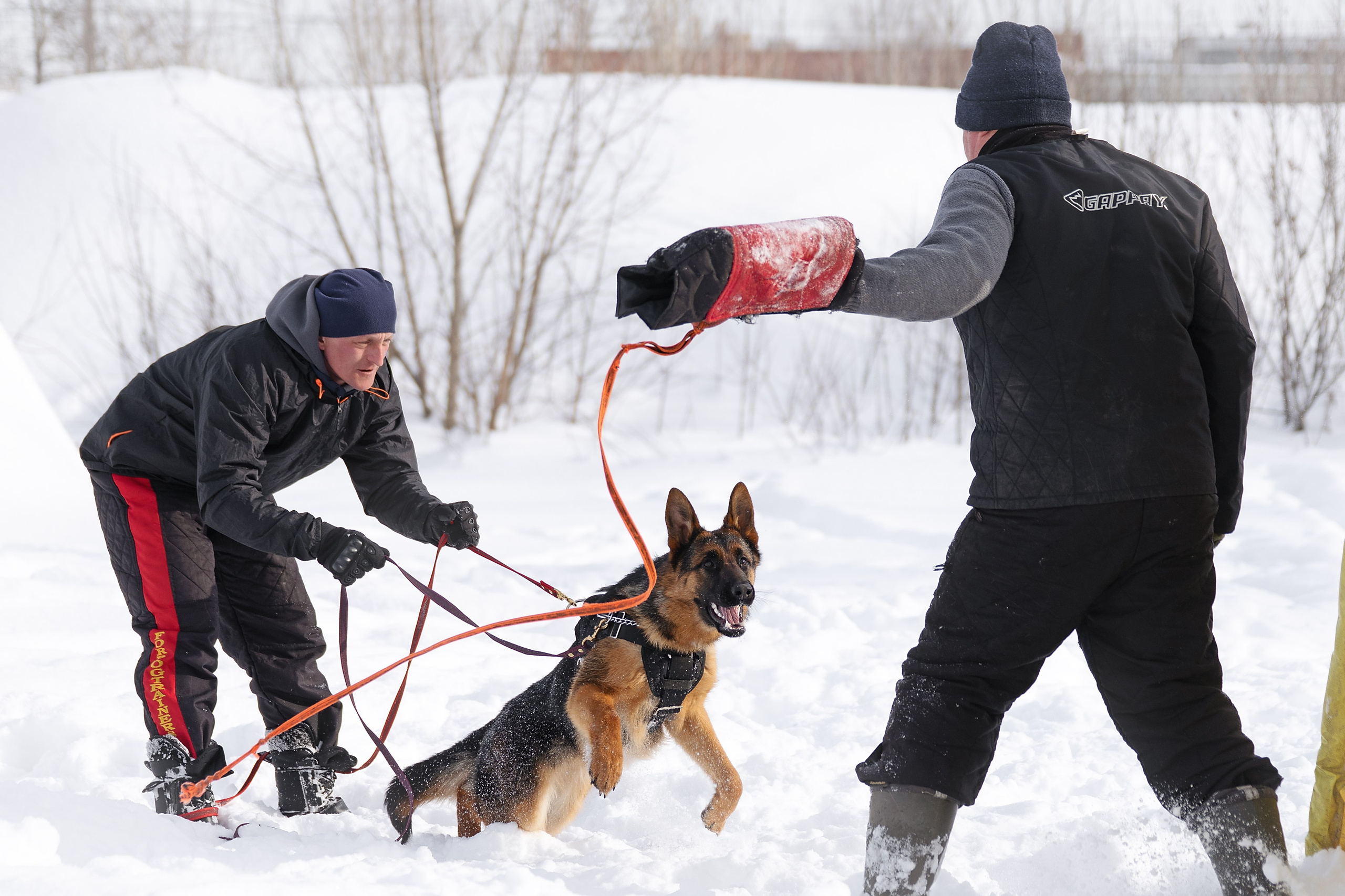 Репортажная съемка. Фотограф-анималист Нижний Новгород