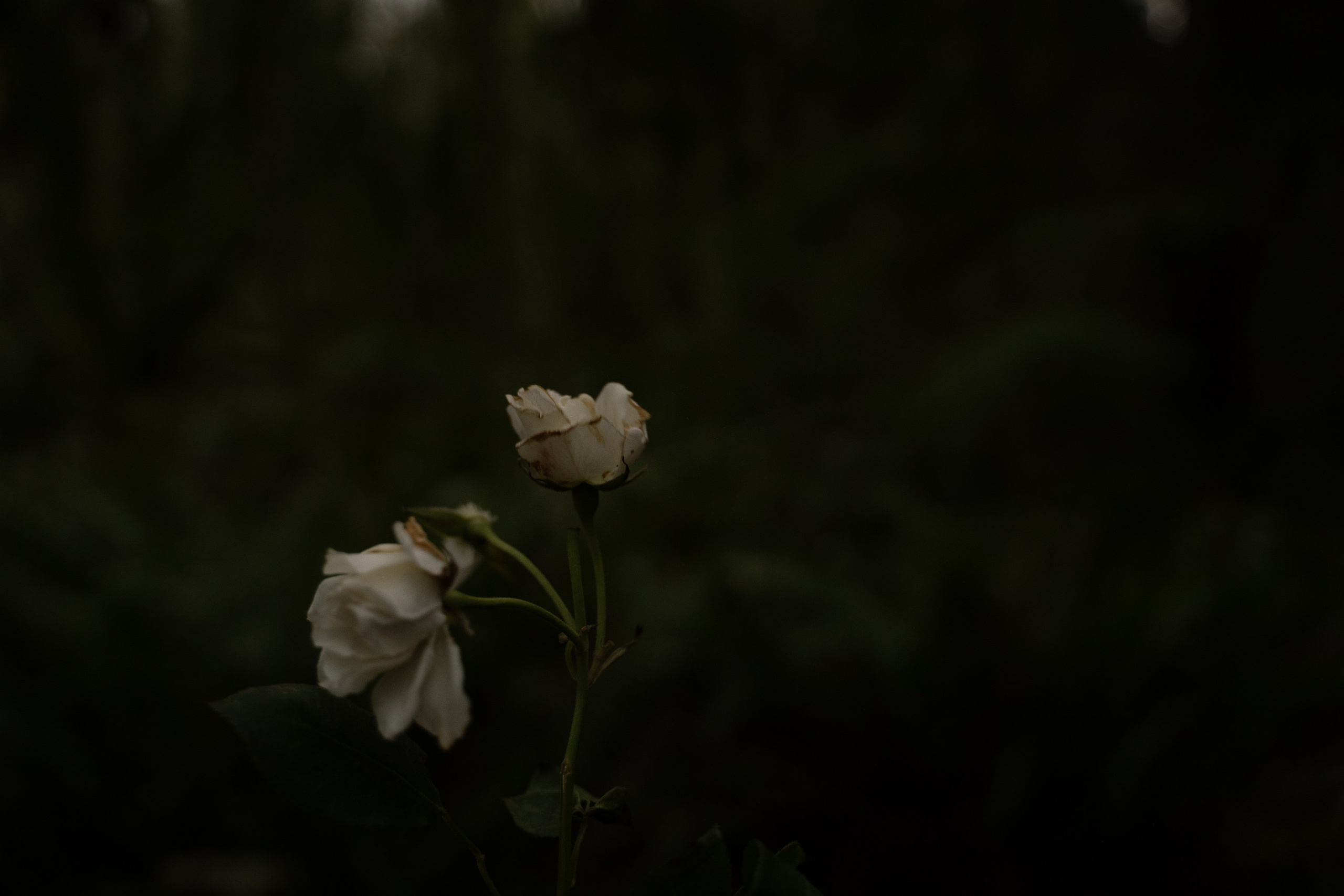 A midsummer night’s dream [magic flower]. Wedding & engagement photographer in Seattle, WA. Tania Maureira