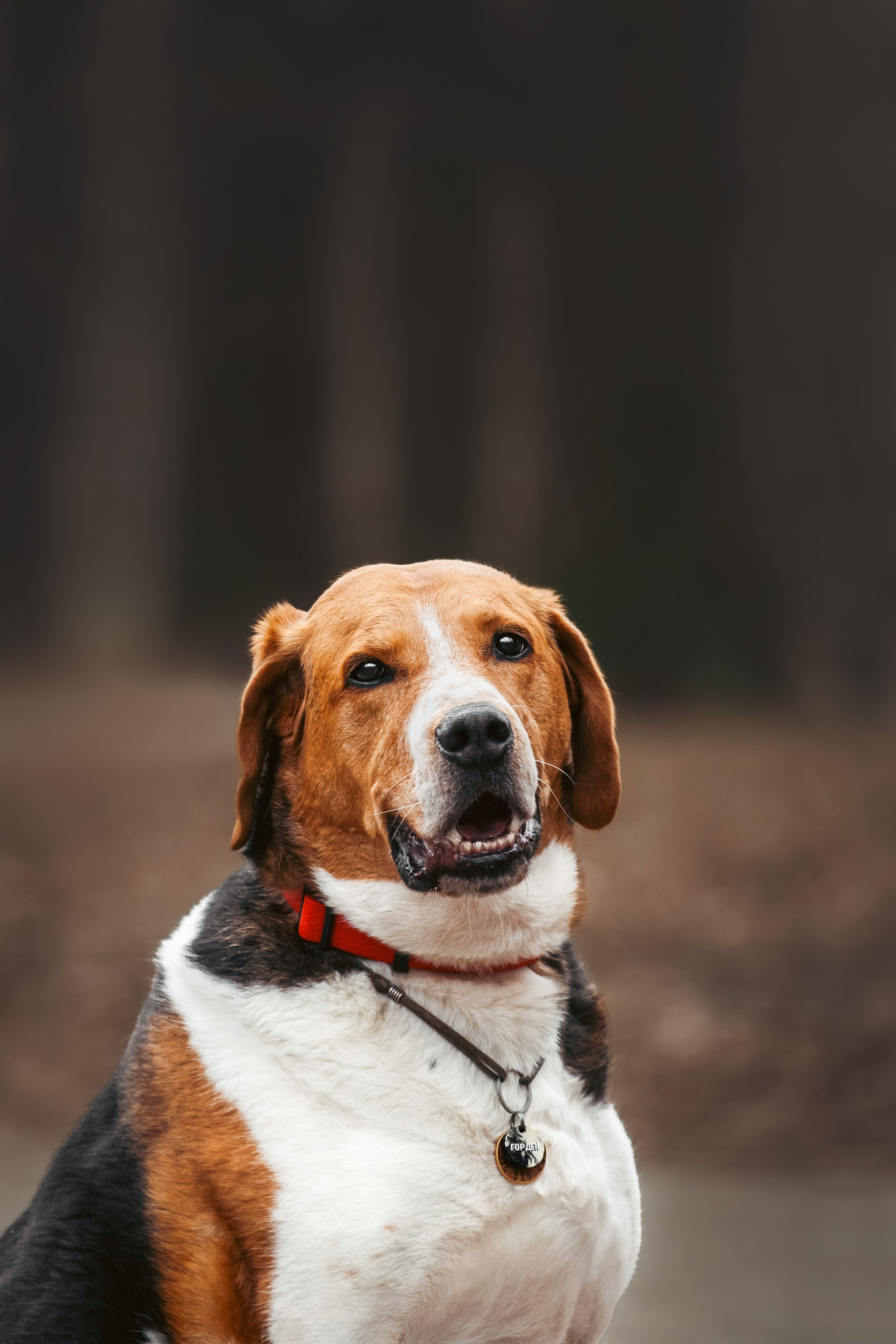 Собаки из приюта Дубовая роща весна 2025. Фотограф-анималист Татьяна Степанова