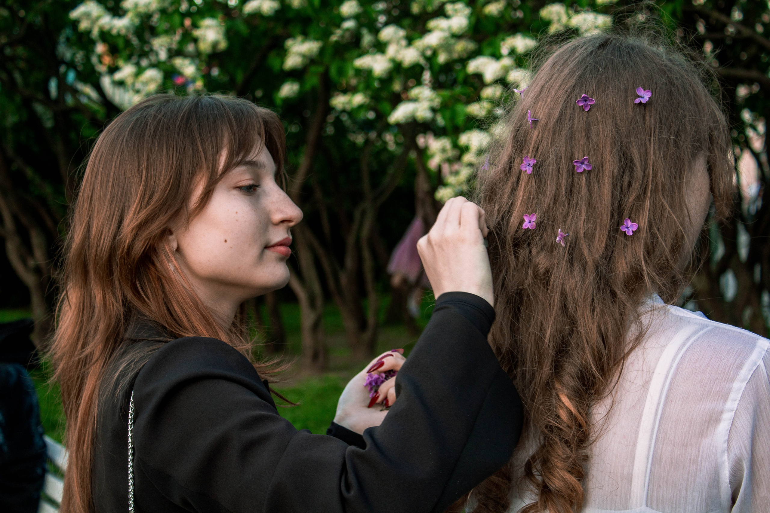 Сирень. Карпогоры, Санкт-Петербург