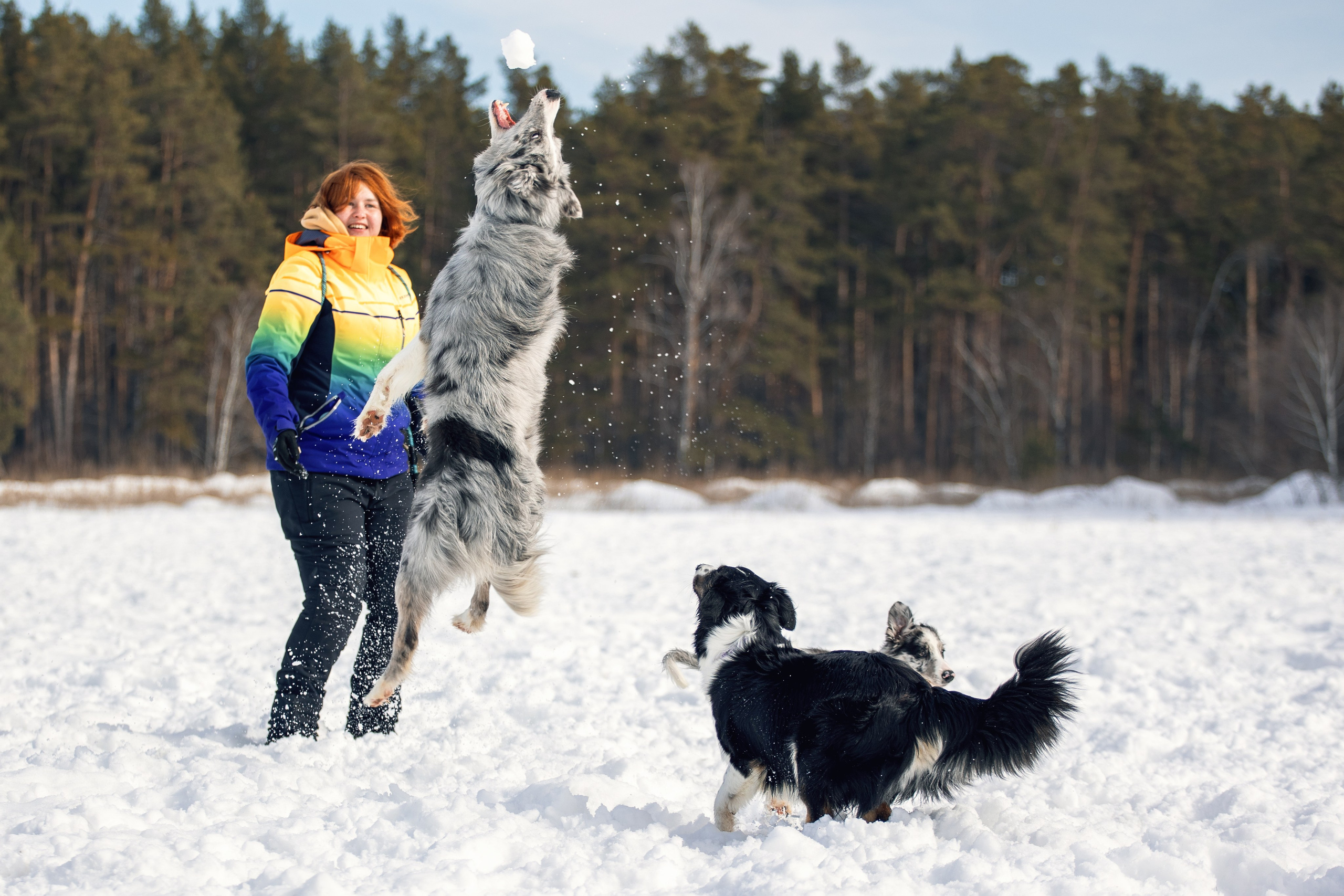 В погоне за снежком…. YULA KOLESOVA | Фотограф — Анималист | Художник | Тюмень