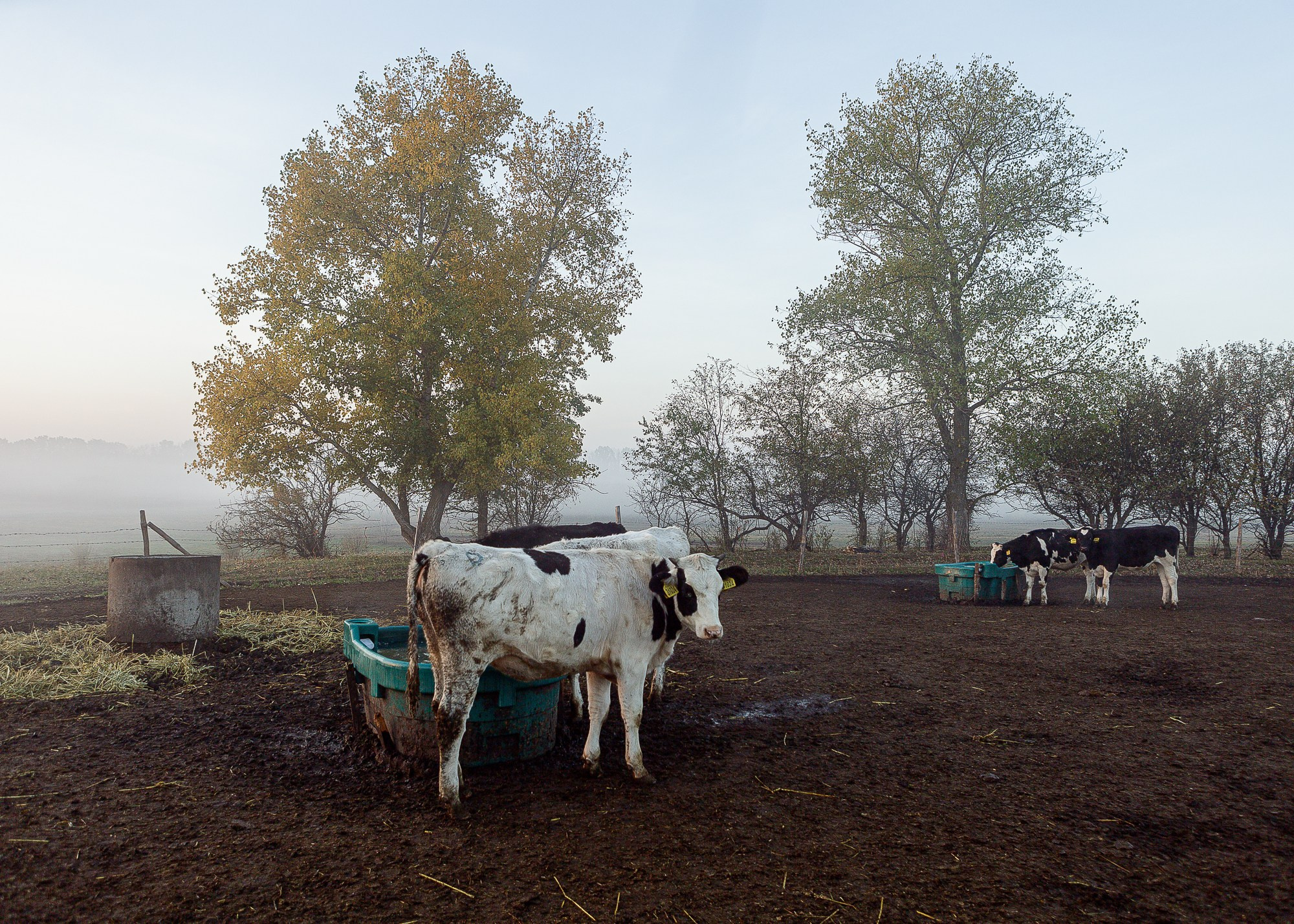 ЭкоНива — производитель молока № 1 в России