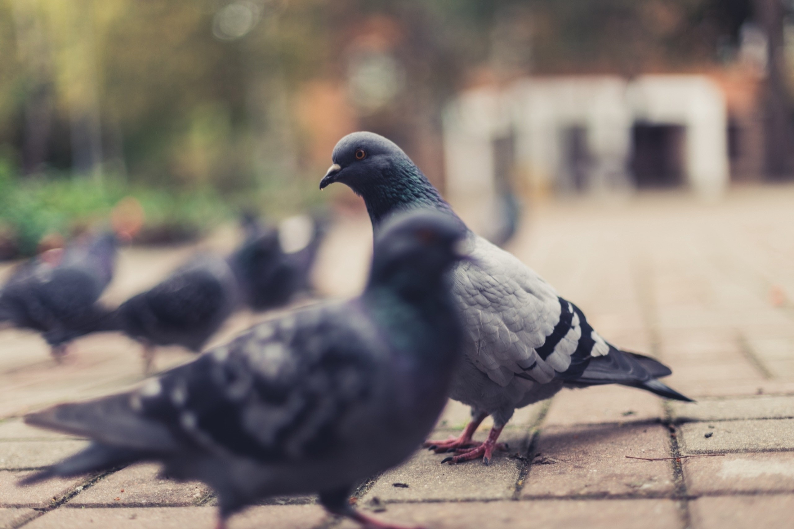 Фотограф и видеограф Лашманов Павел