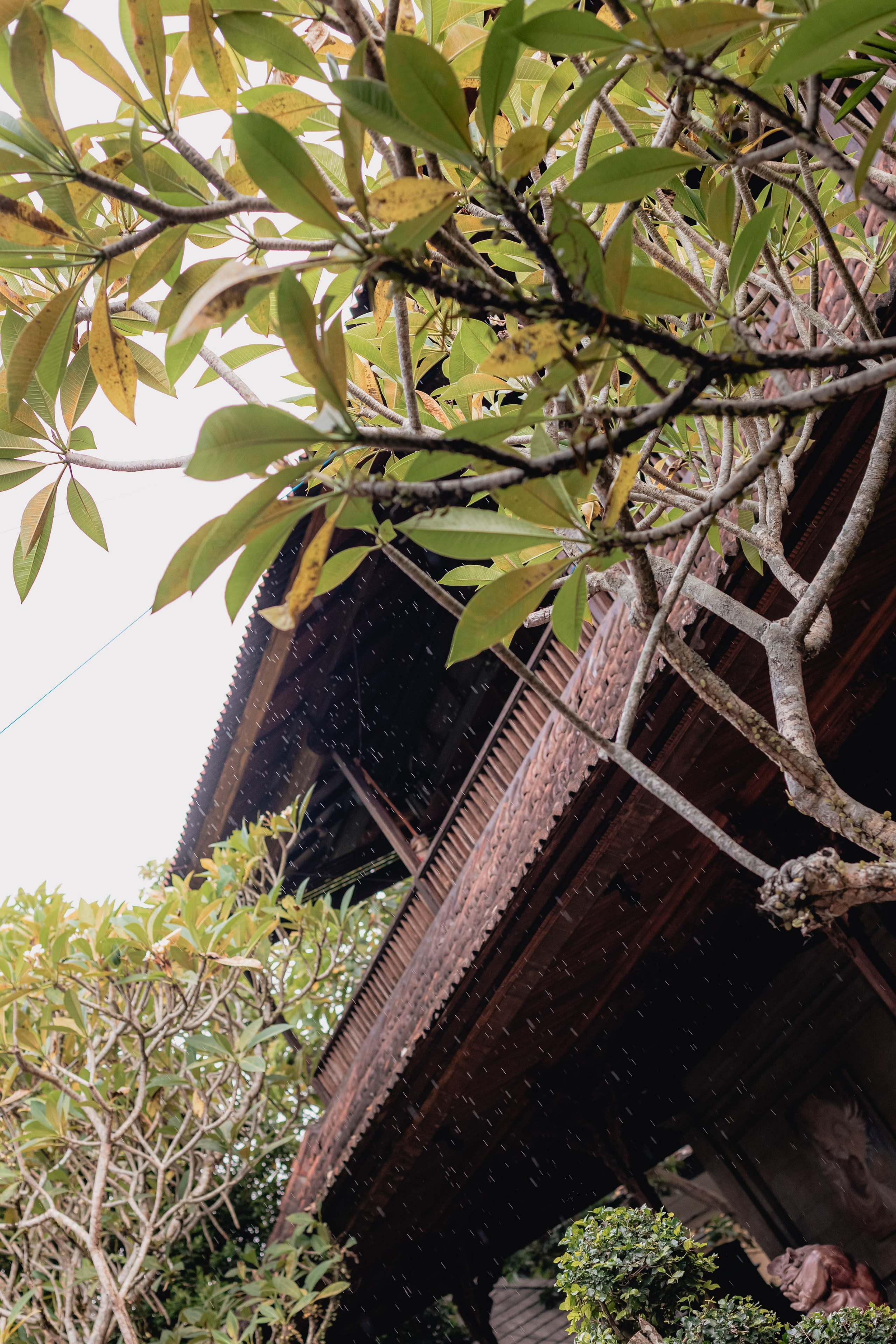 Alegria festival at Zest. Мариам Багдасарян