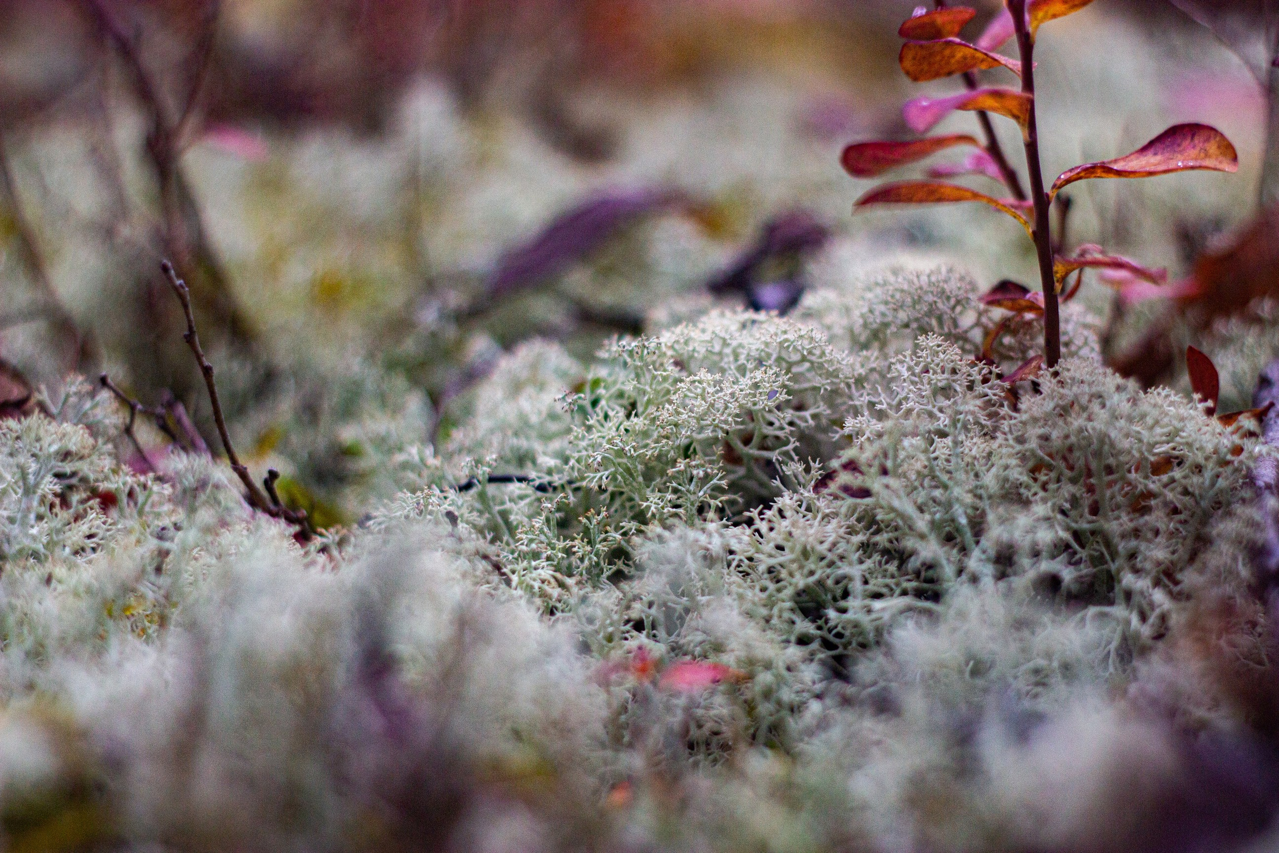 Станция Собь. Фотограф Екатерина Зорина