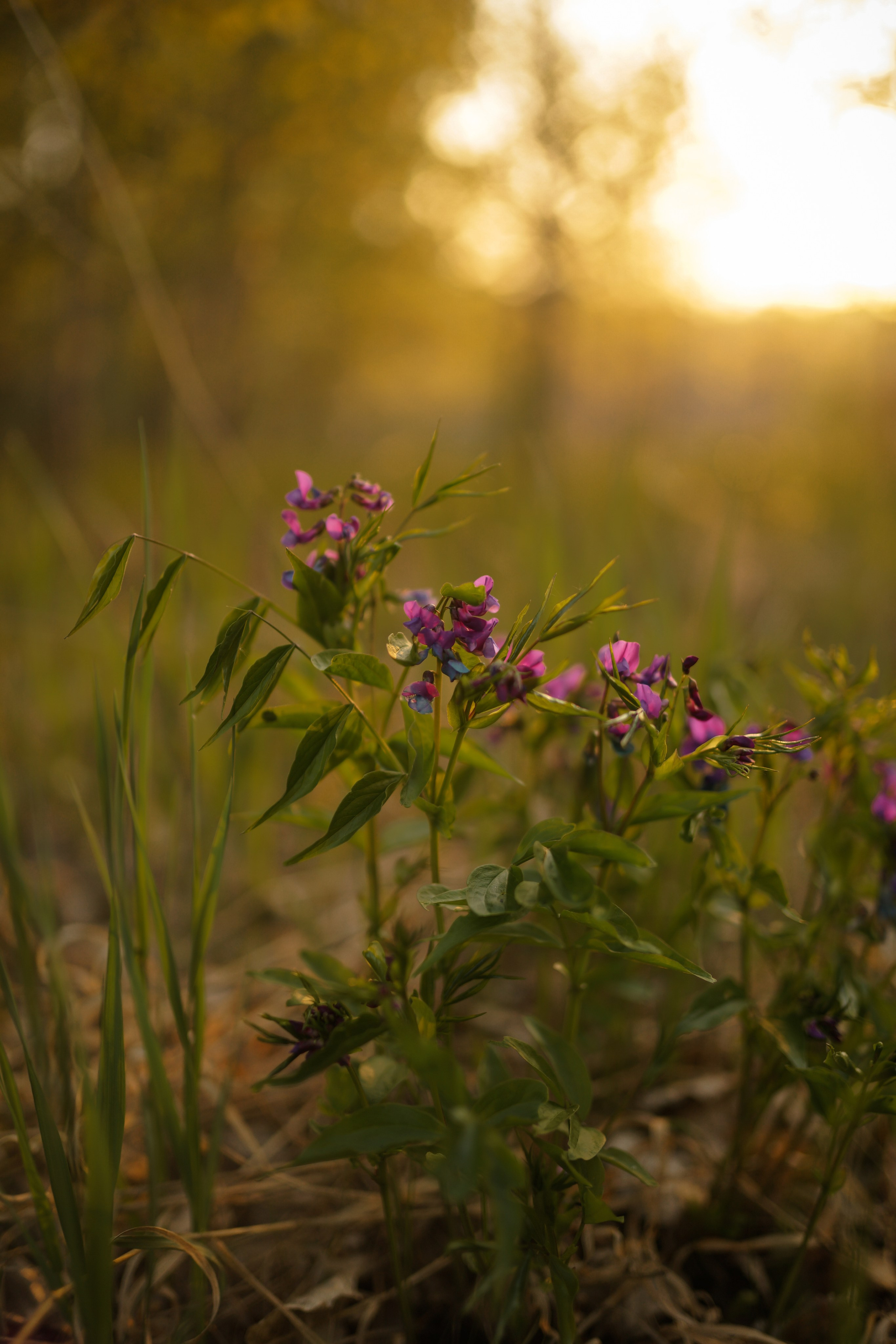 Первый рассвет