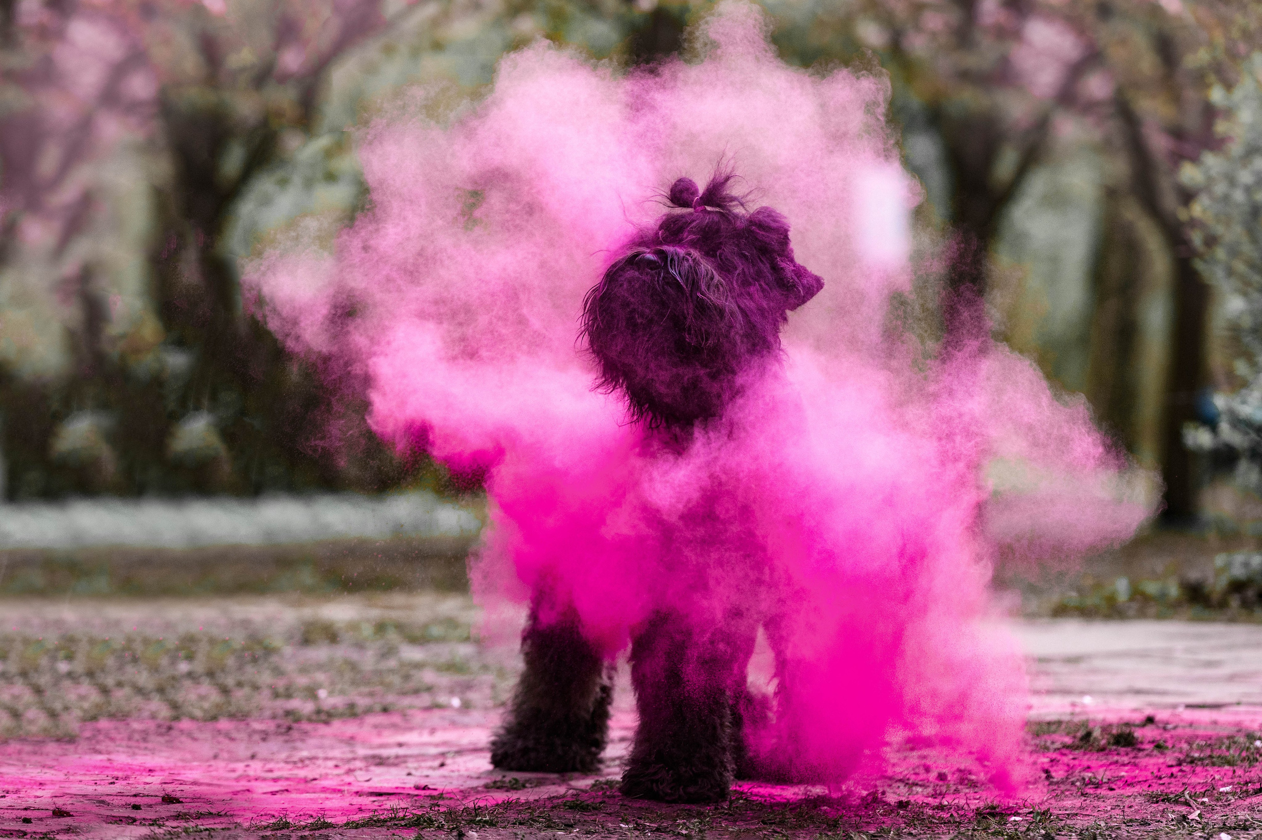Черныши, сакура и краски холи. Фотограф-анималист