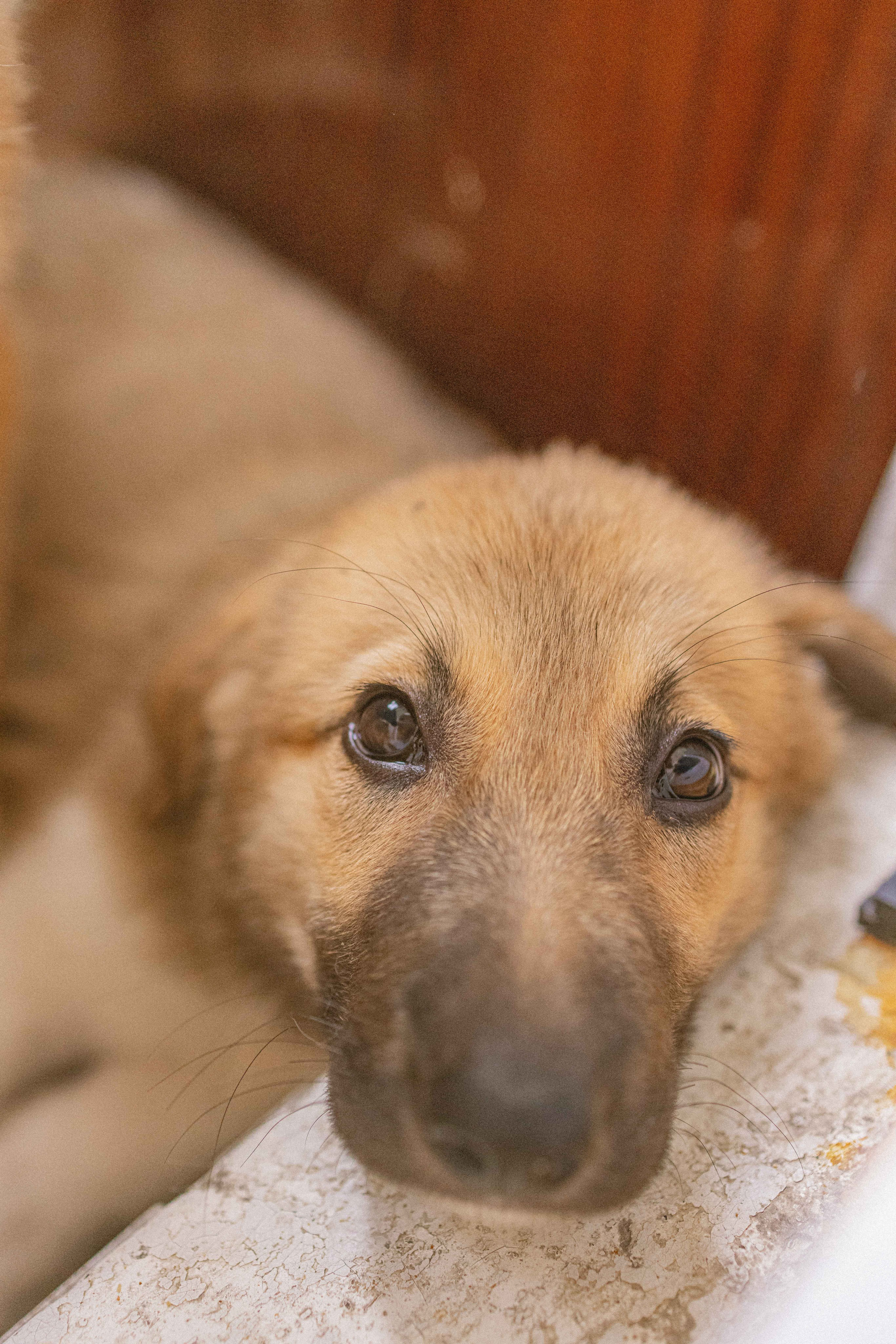 Щеночки на кухне. Фотограф-анималист в Москве Лера Черноног