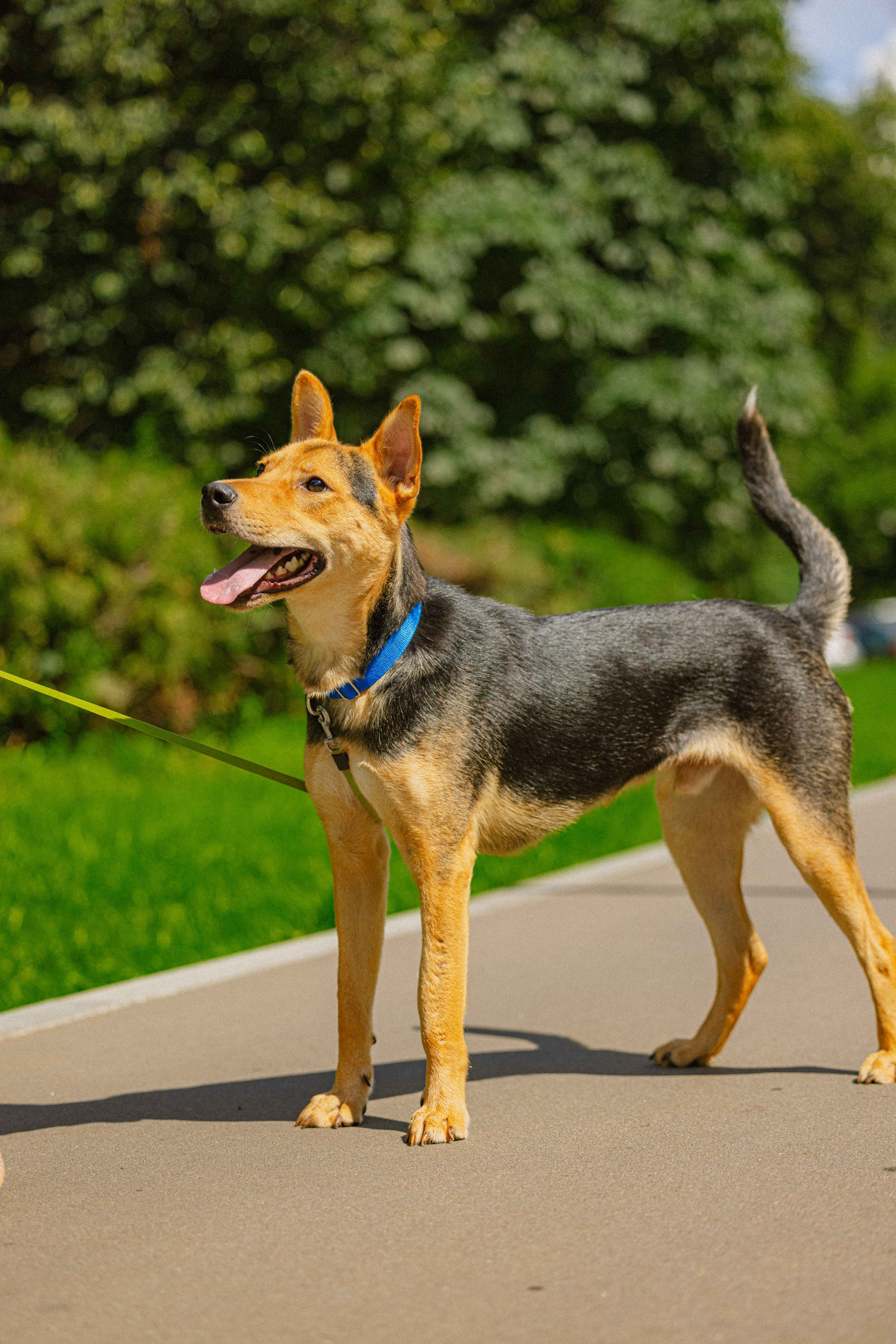 Джеки. Фотограф-анималист в Москве Лера Черноног