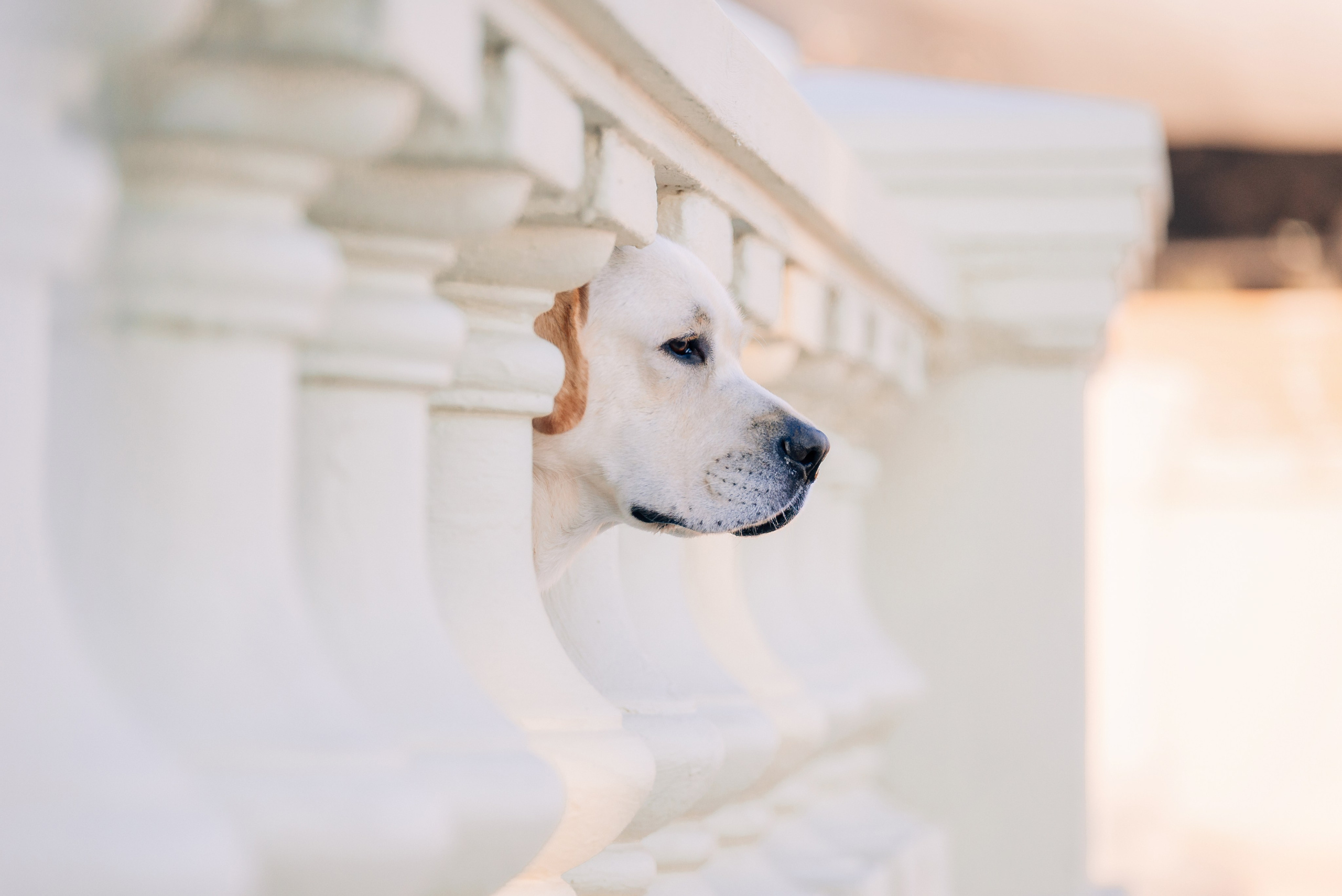 Екатерина, Урал и Бест. Фотограф-анималист Анастасия Парфенова|Екатеринбург