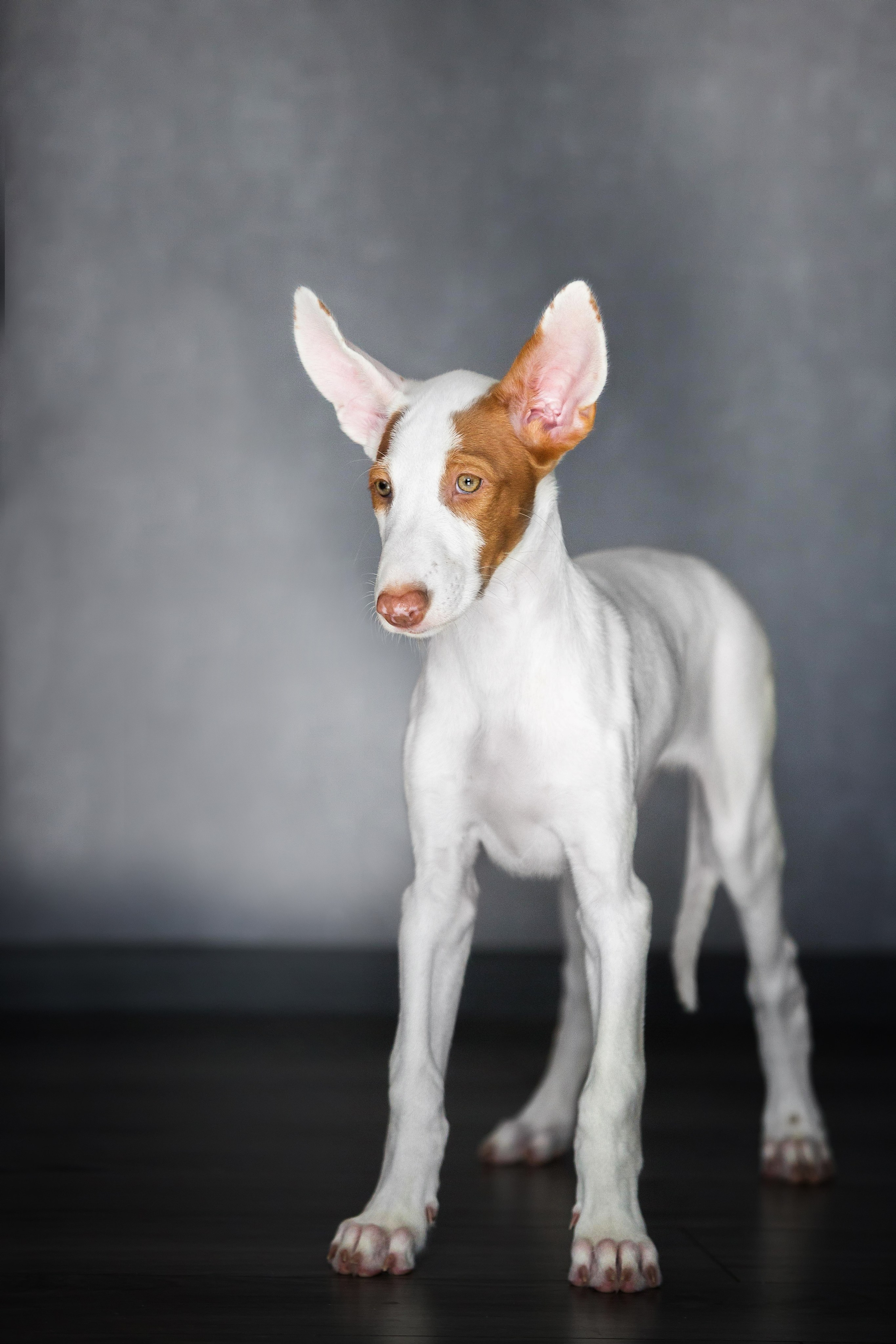 Поденко Ибиценко. Https://moshkovaphoto.ru/