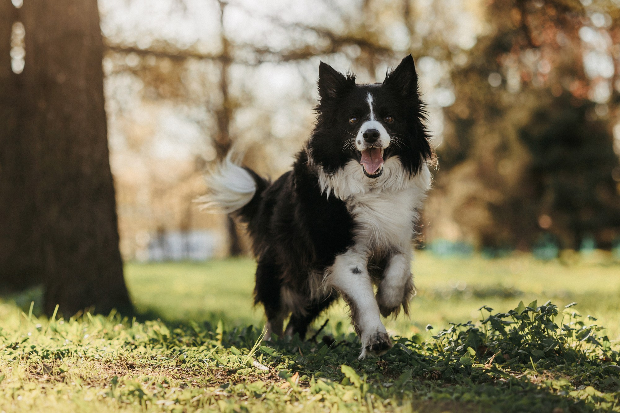 Аня и Иден. Фотограф-анималист Елена Радченко, Москва