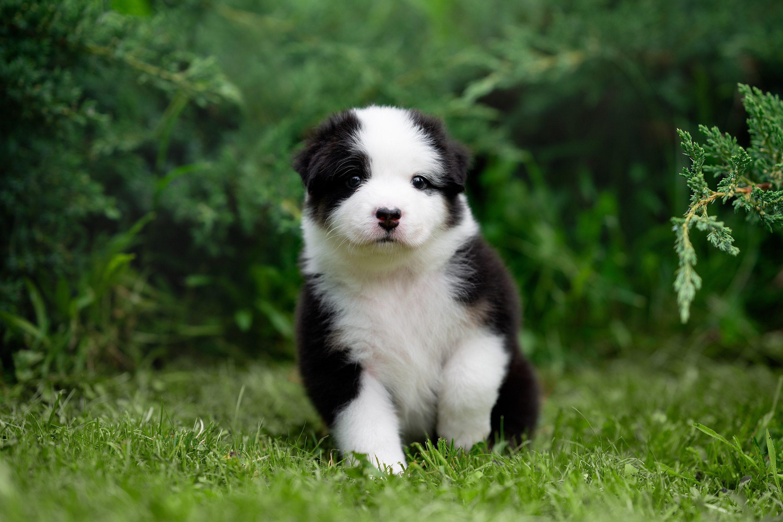 Заводчик Елизавета Степанова. Творческий фотограф Вологда