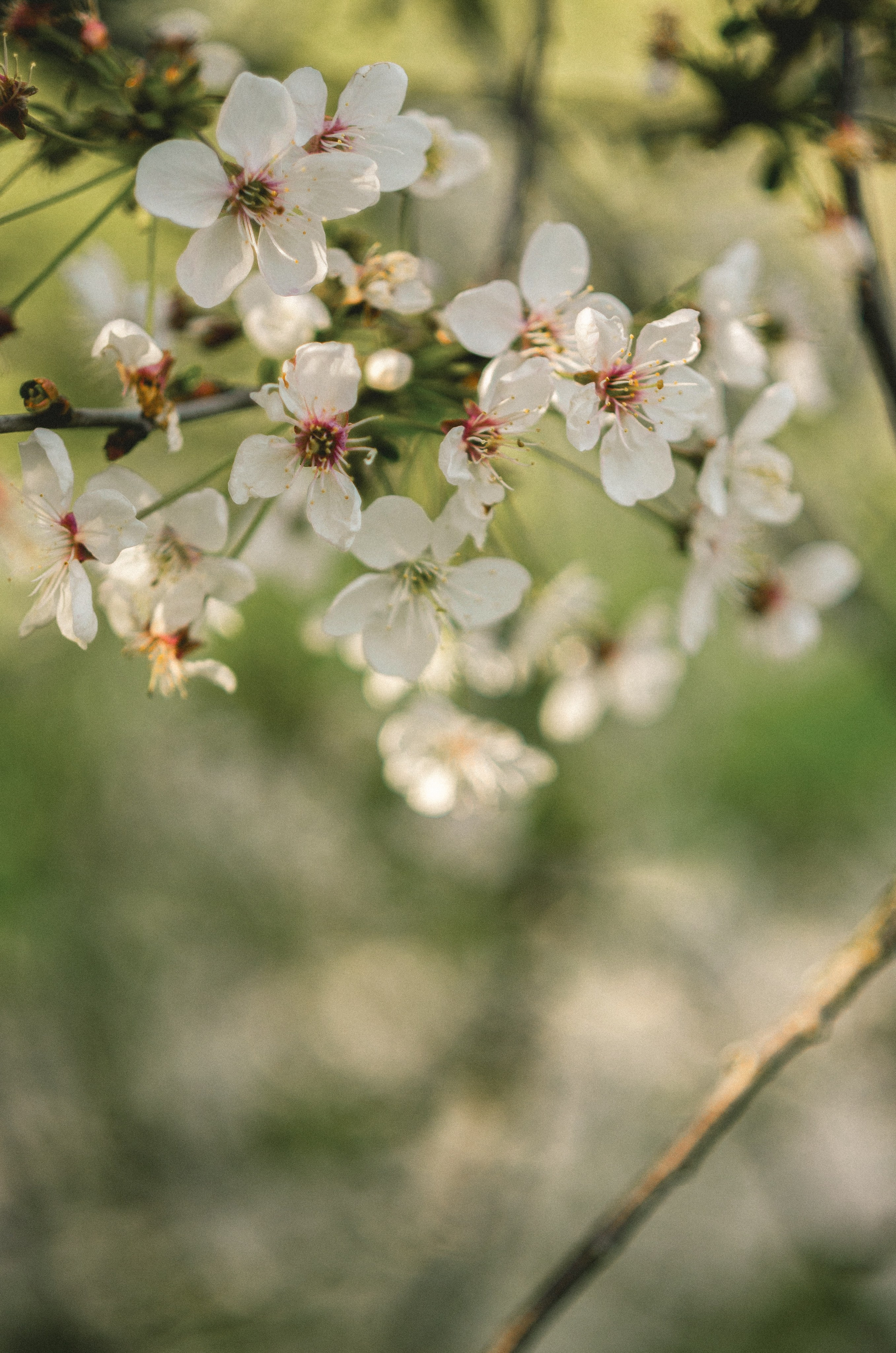Кошь | Звучание сада. Varezhka photo | фотограф для души