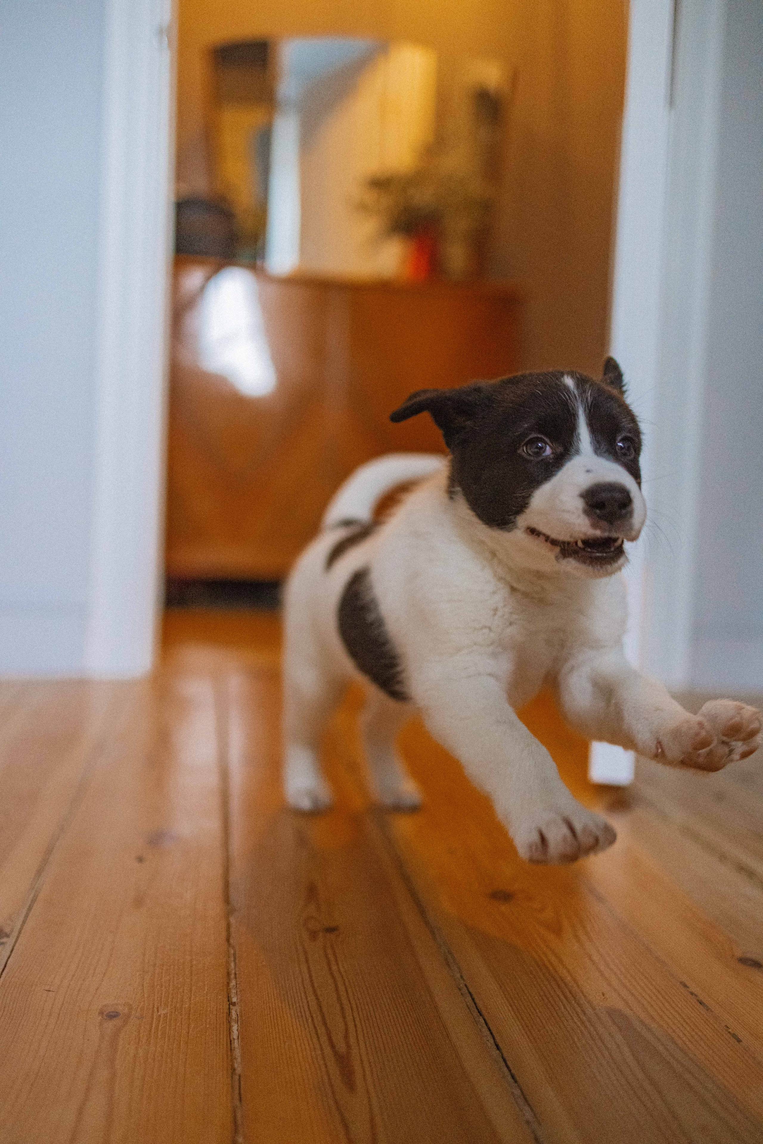 Щеночки. Фотограф-анималист в Москве Лера Черноног