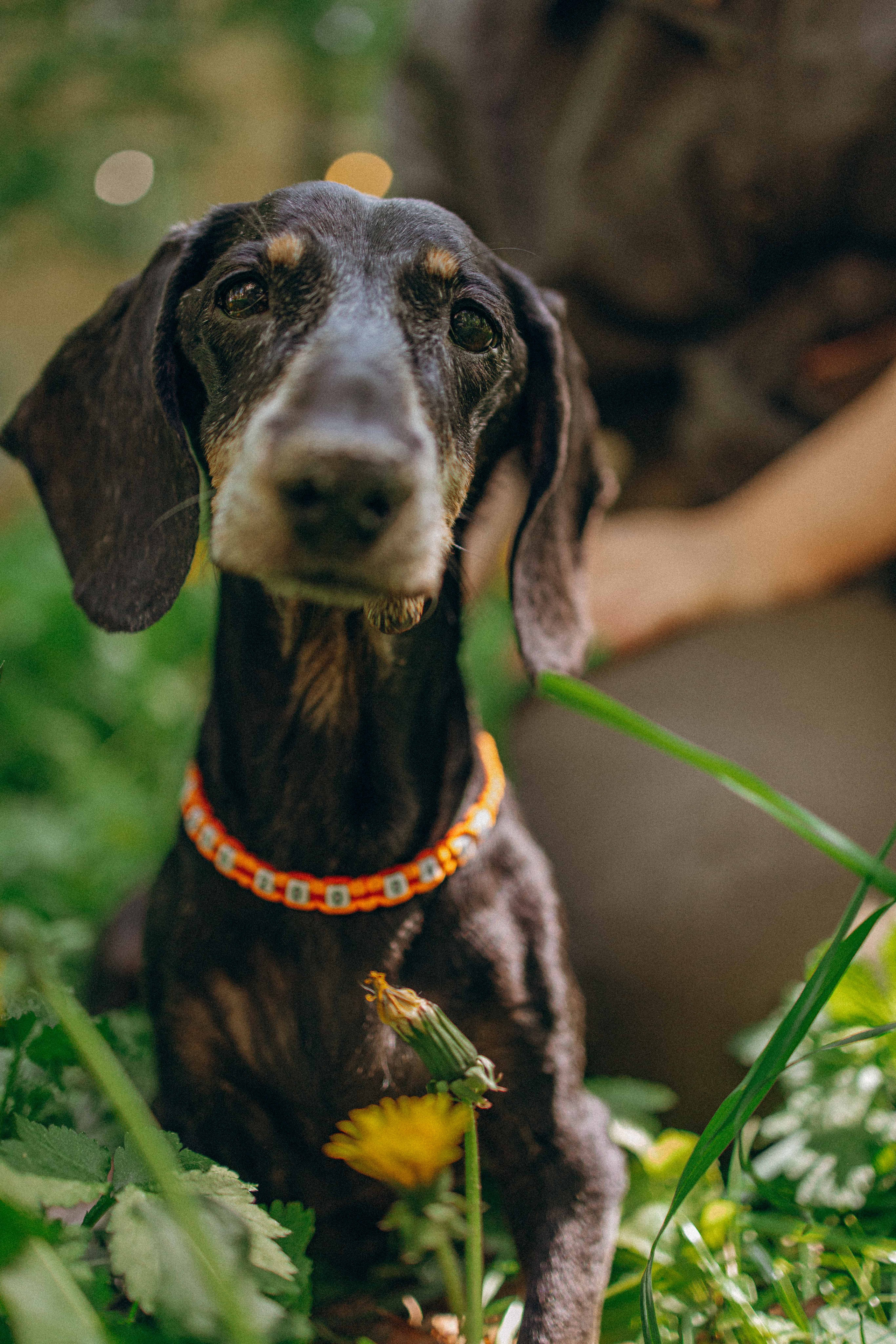 Наталья, Марфа и Норд. Фотограф-анималист в Москве Лера Черноног