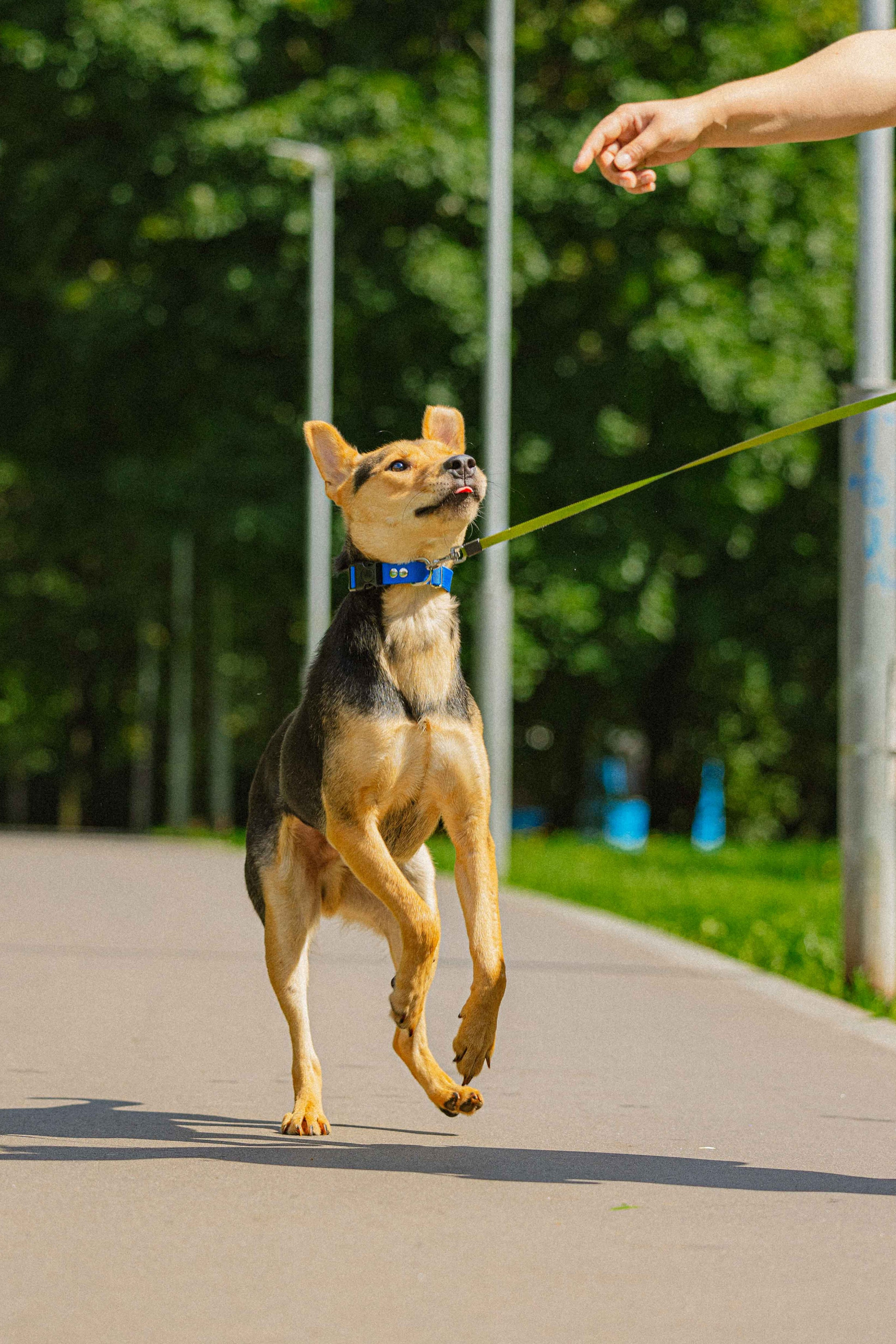 Джеки. Фотограф-анималист в Москве Лера Черноног