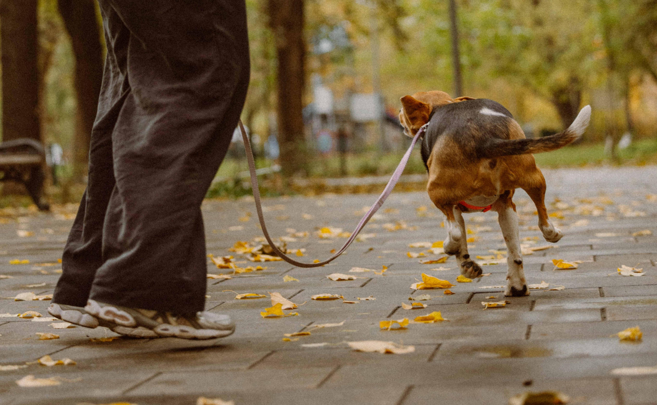 Света и Ива. Фотограф-анималист в Москве Лера Черноног