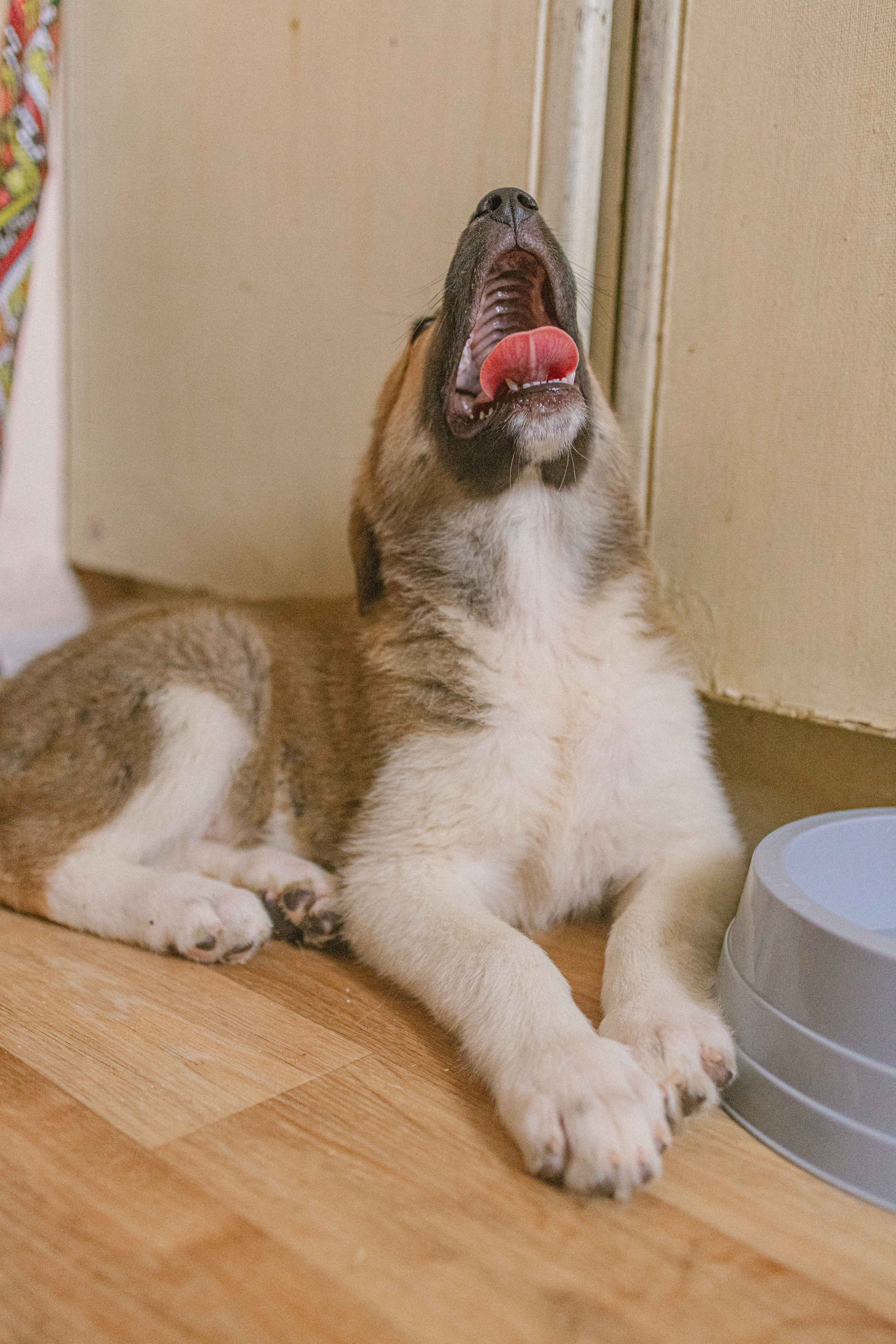 Щеночки на кухне. Фотограф-анималист в Москве Лера Черноног