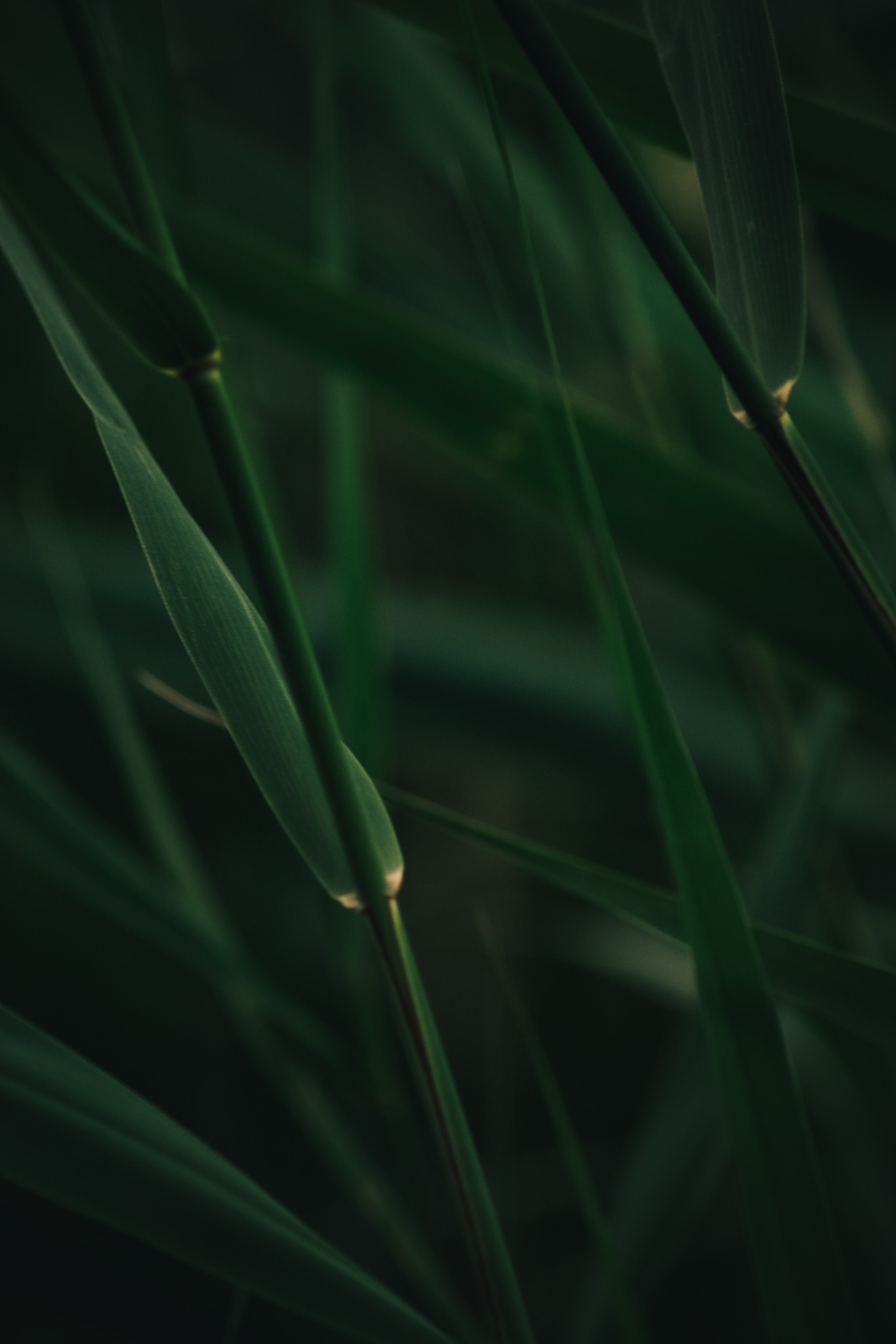 Т Е П Л Ы Й — З Е Л Е Н Ы Й. — Digital Noise —