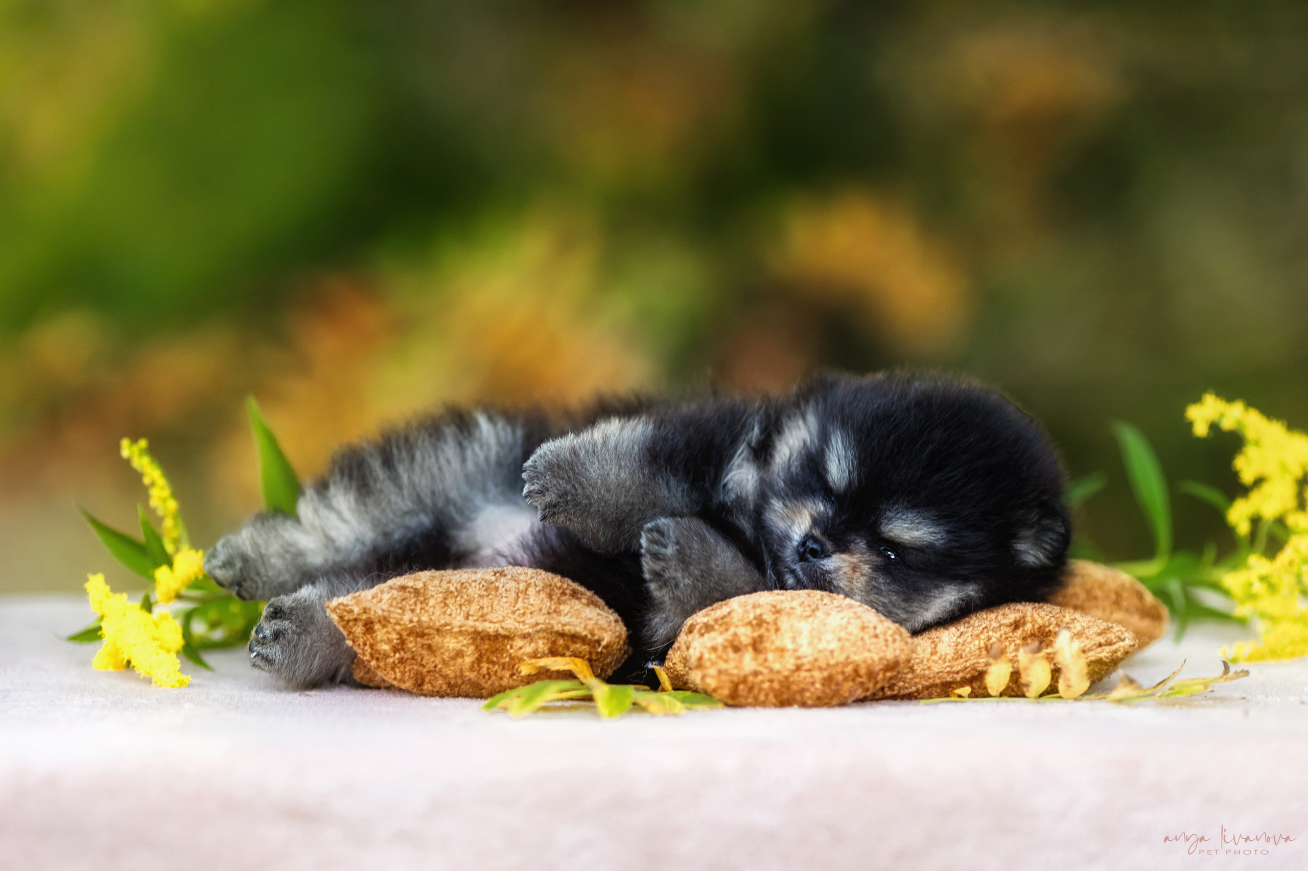 Шпицы. Фотограф анималист Аня Ливанова | Рыбинск