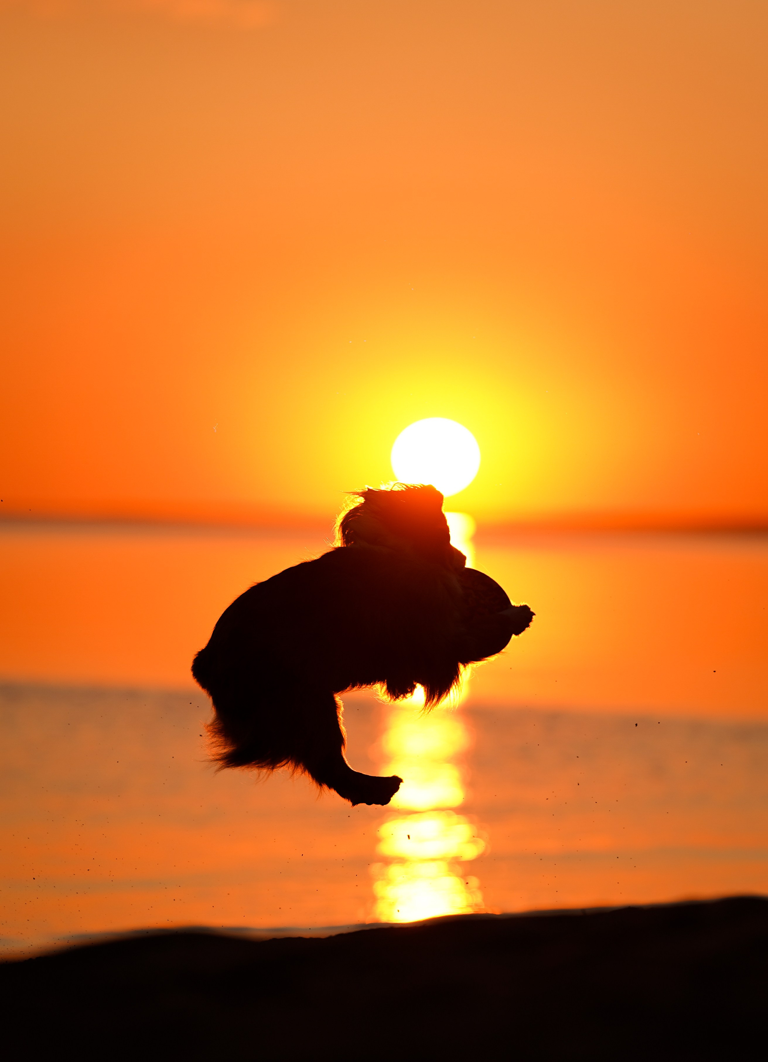 Алиса и Джокер. Фотограф-анималист в Санкт-Петербурге Яна Мартынова