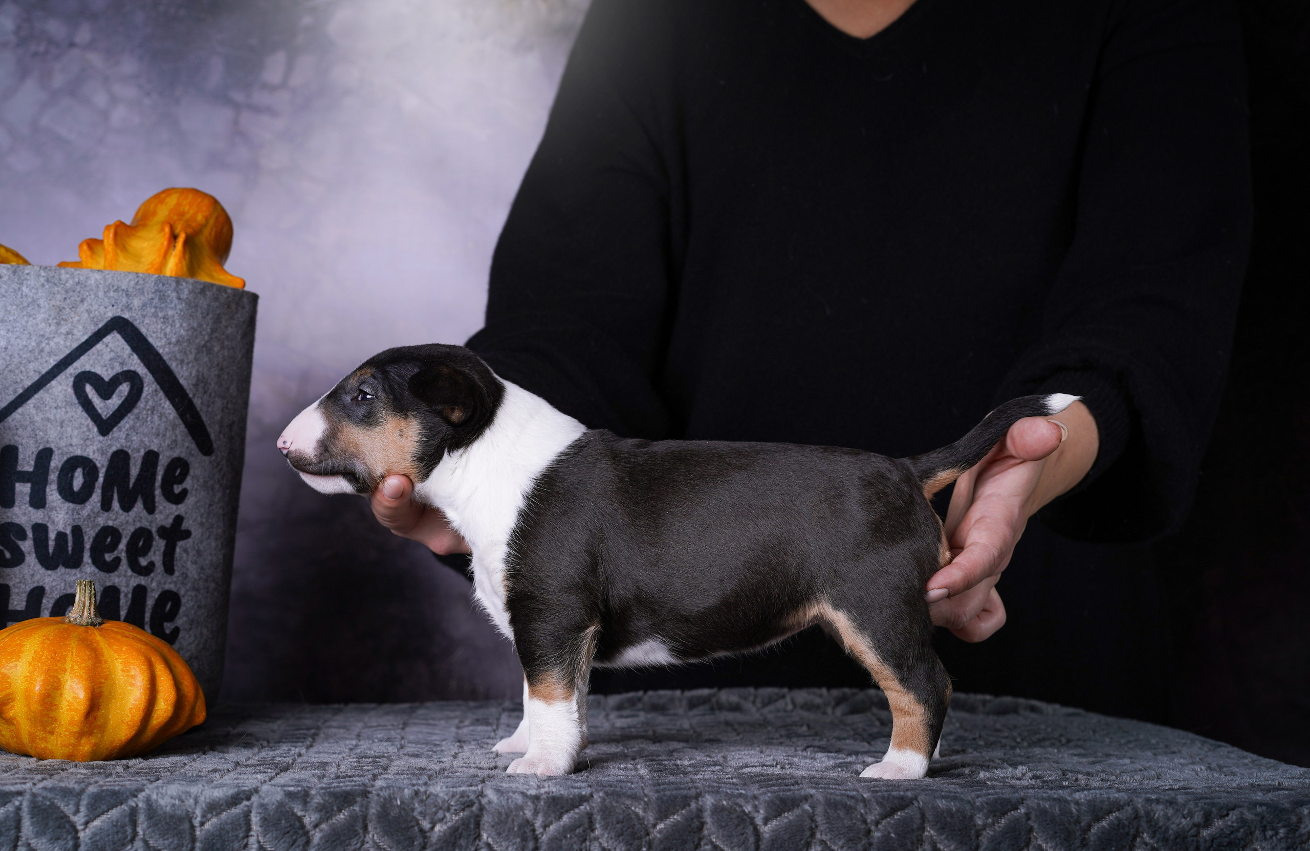 Щенки минибультерьера. Фотограф-анималист в Санкт-Петербурге Яна Мартынова