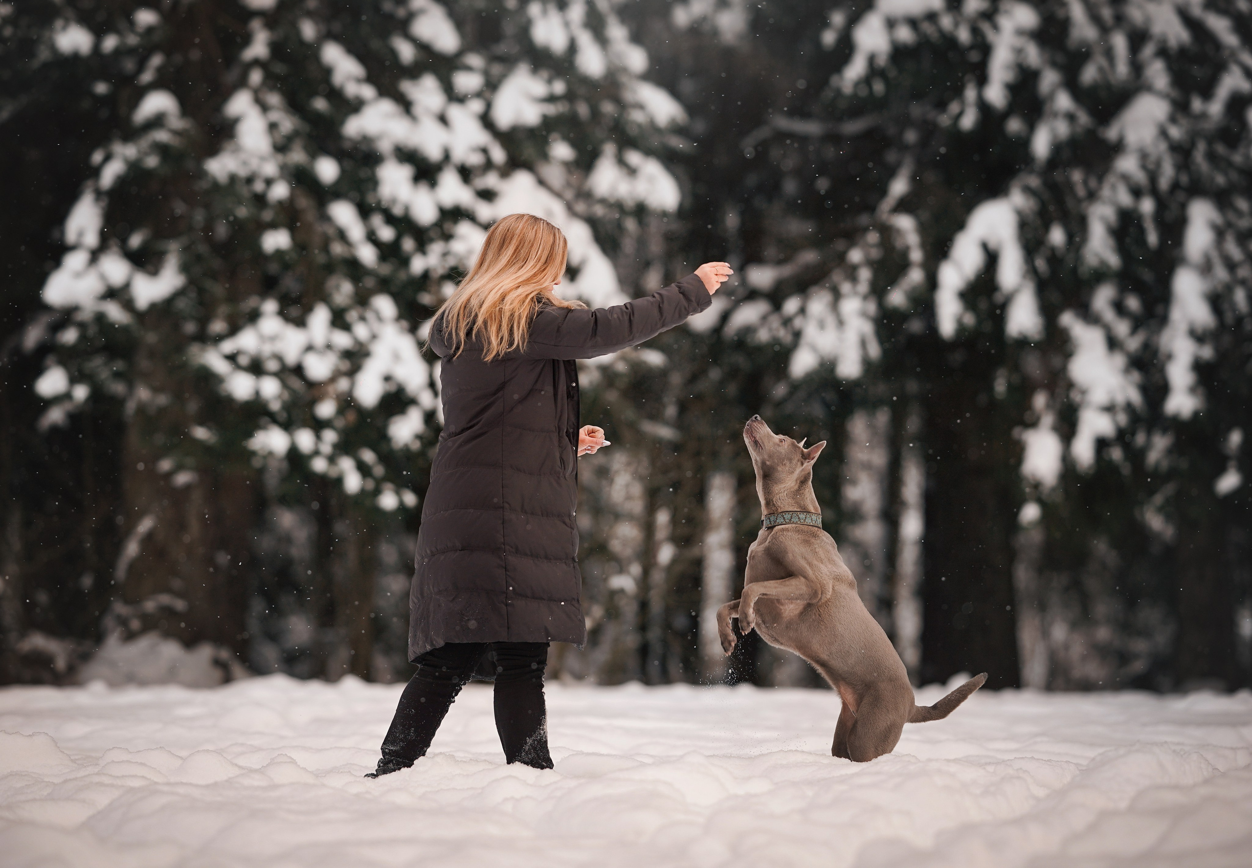 Даша Илья Вениамина и Мэдиссон. Фотограф-анималист в Санкт-Петербурге Яна Мартынова