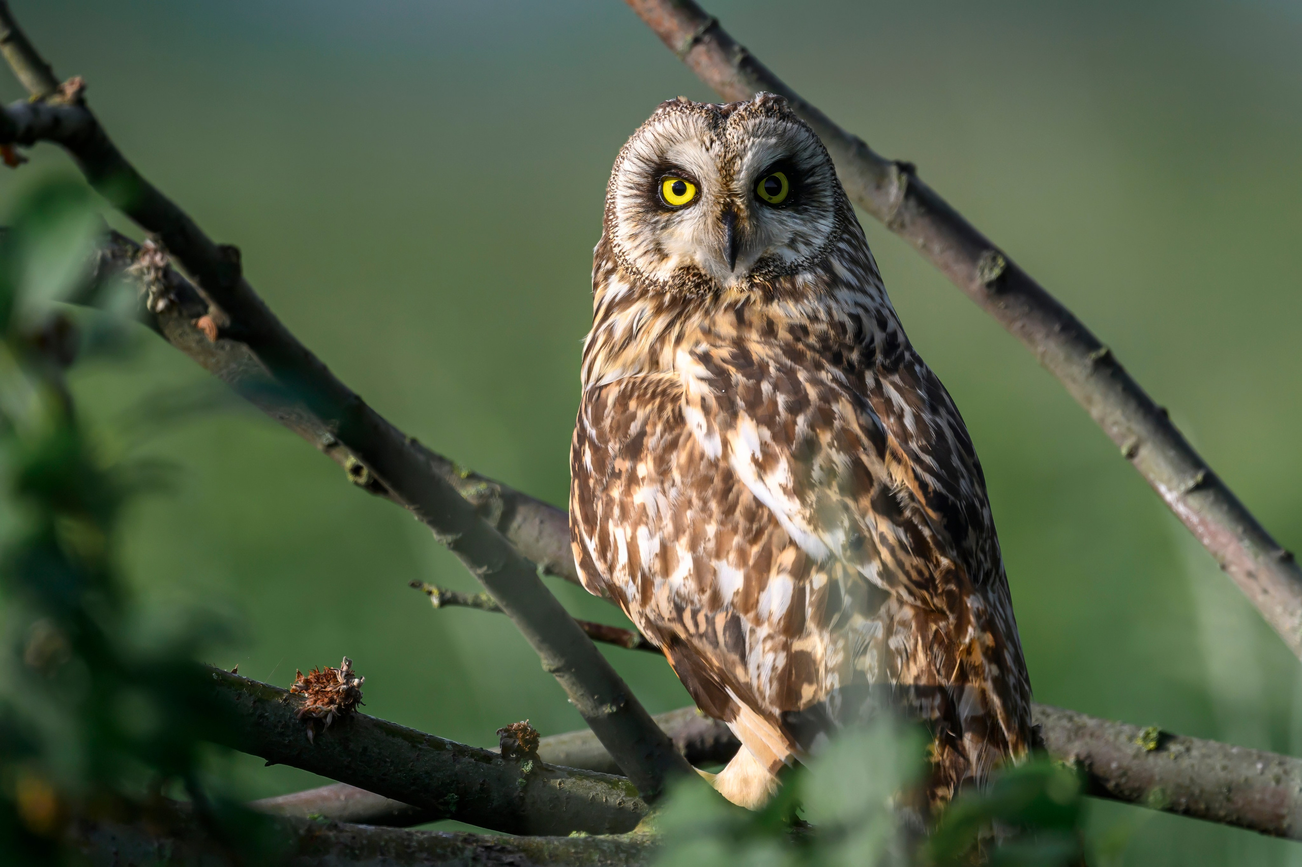 Совы на рассвете. Фотограф Сергей Пупонин
