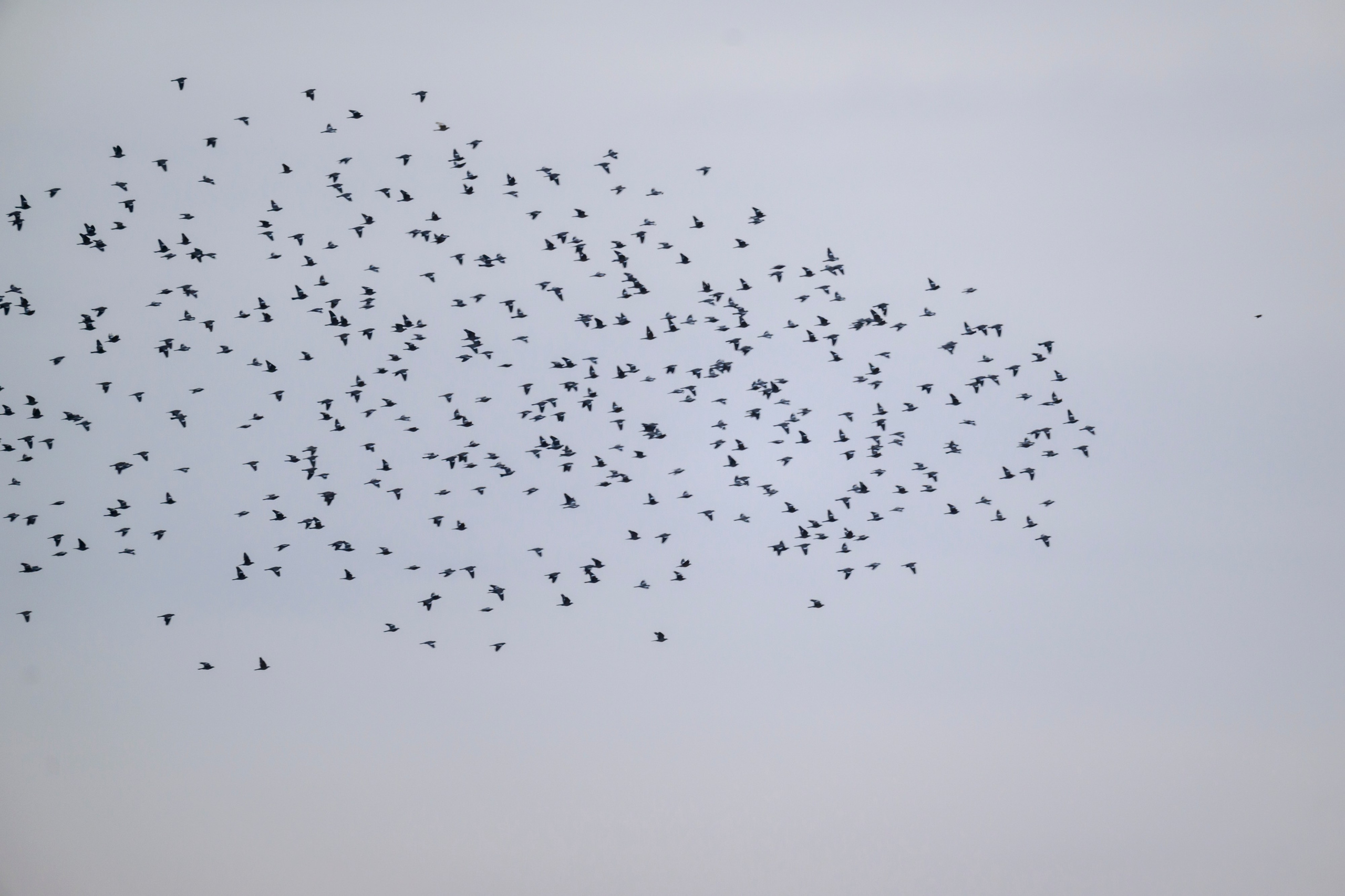 Вяхири и бобренок. Фотограф Сергей Пупонин