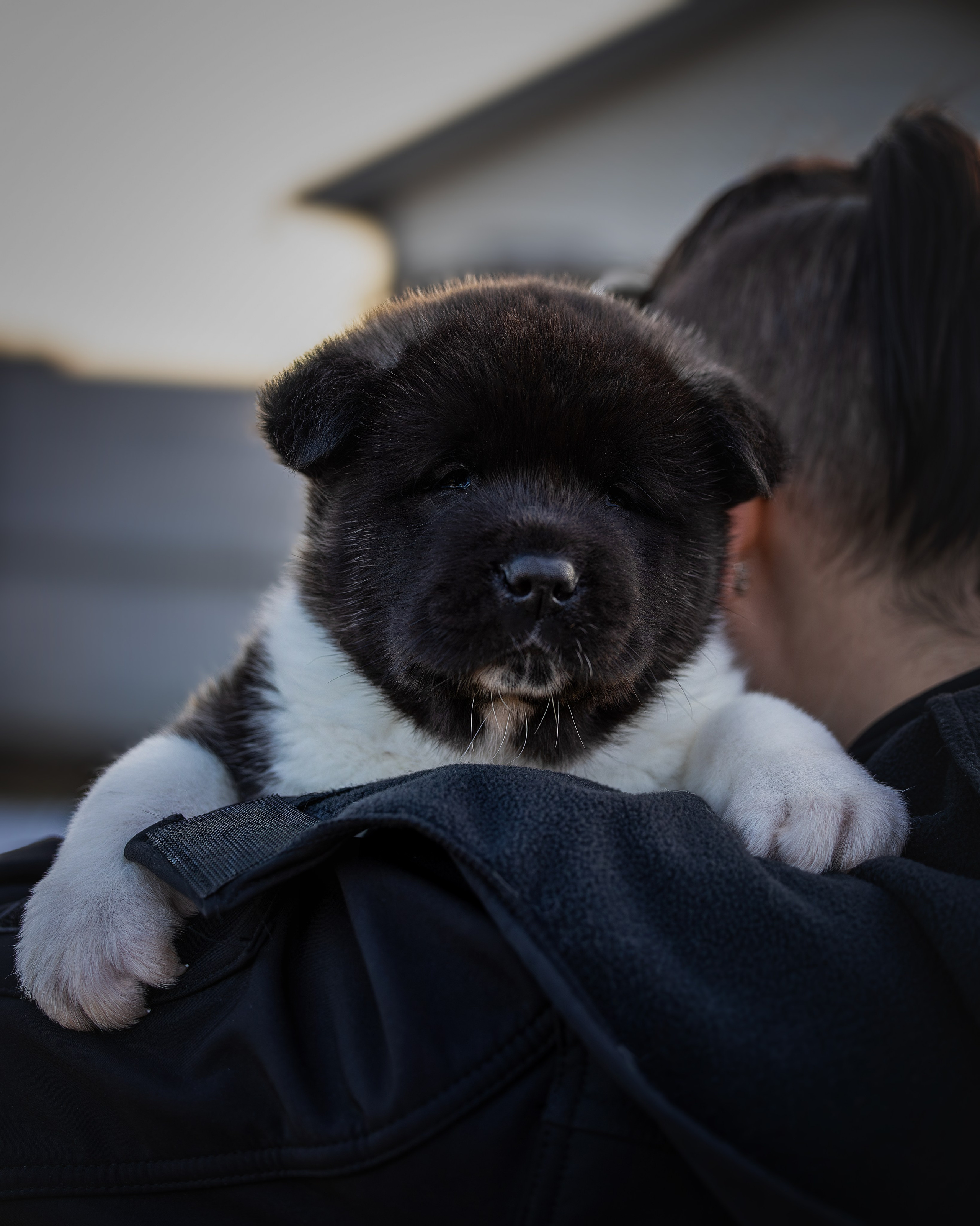 Щеночки Ам. Акиты. Главная