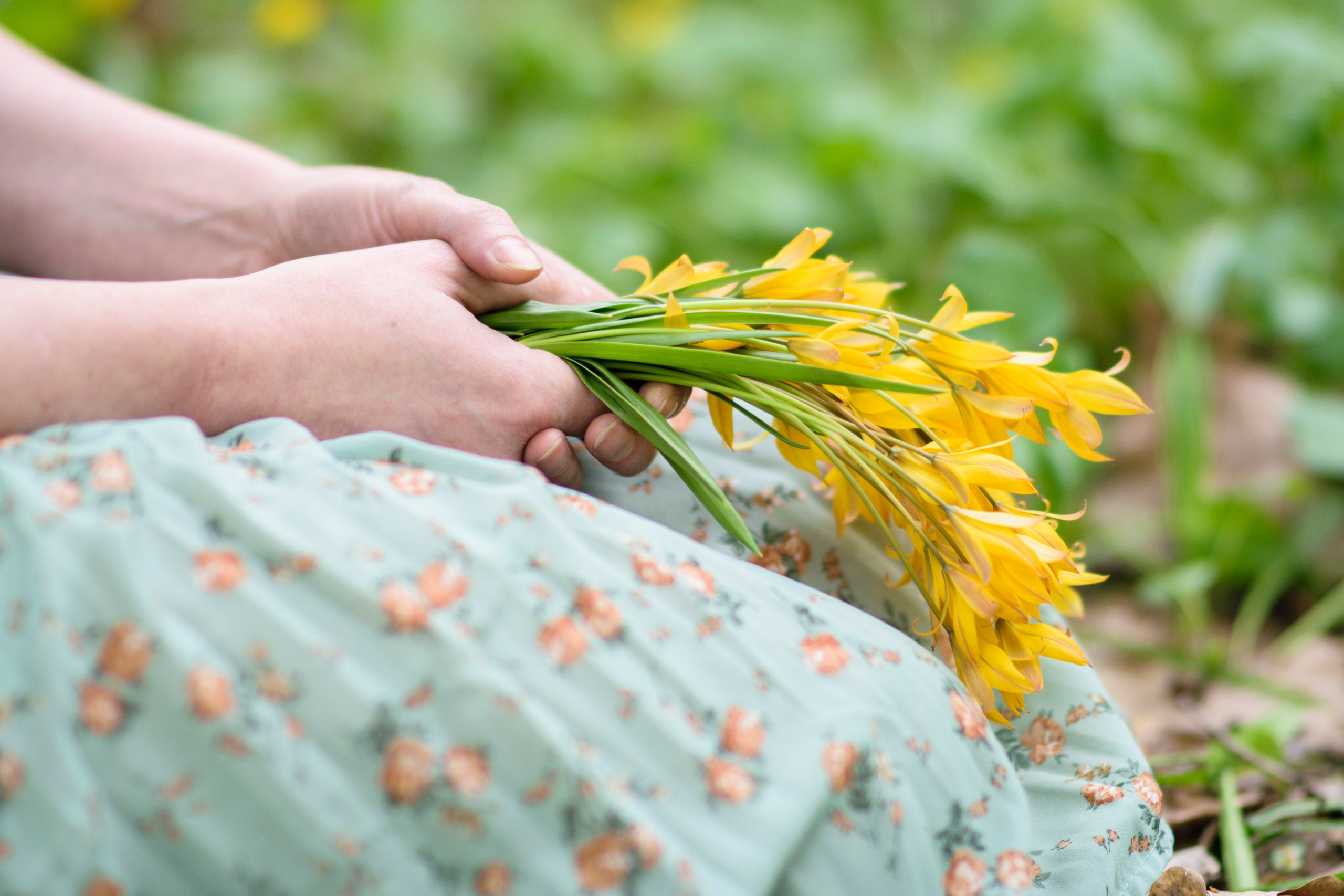женские руки держащие букет лесных тюльпанов,