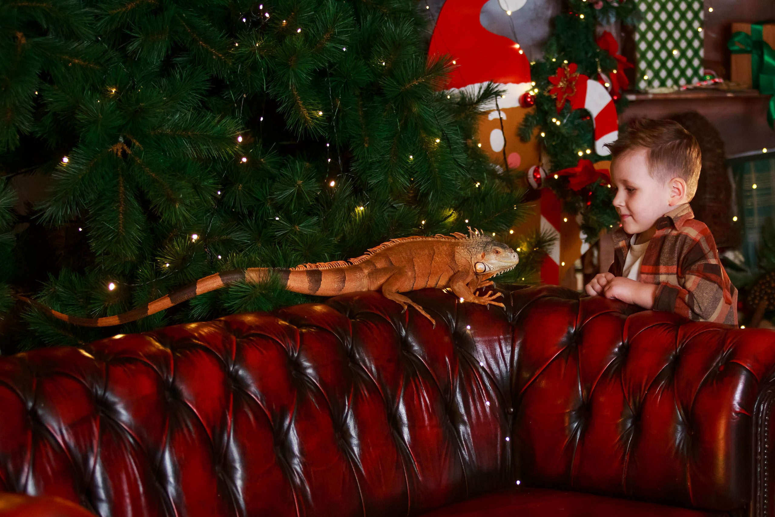 Фотосессия с игуаной символ года Дракона. Семейный и детский фотограф в Москве Мария Быкова