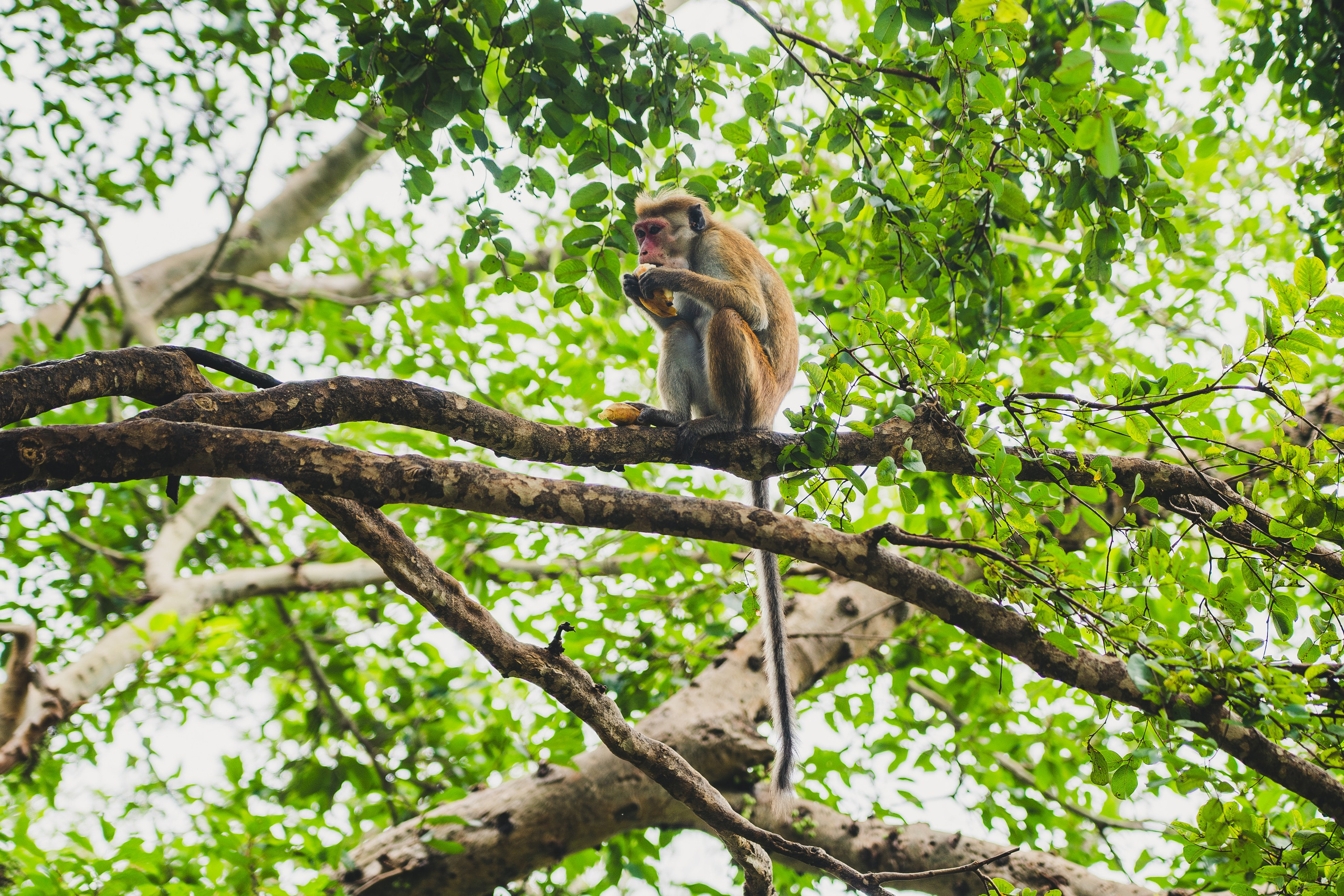 Шри-Ланка 2025. Легкая фотография