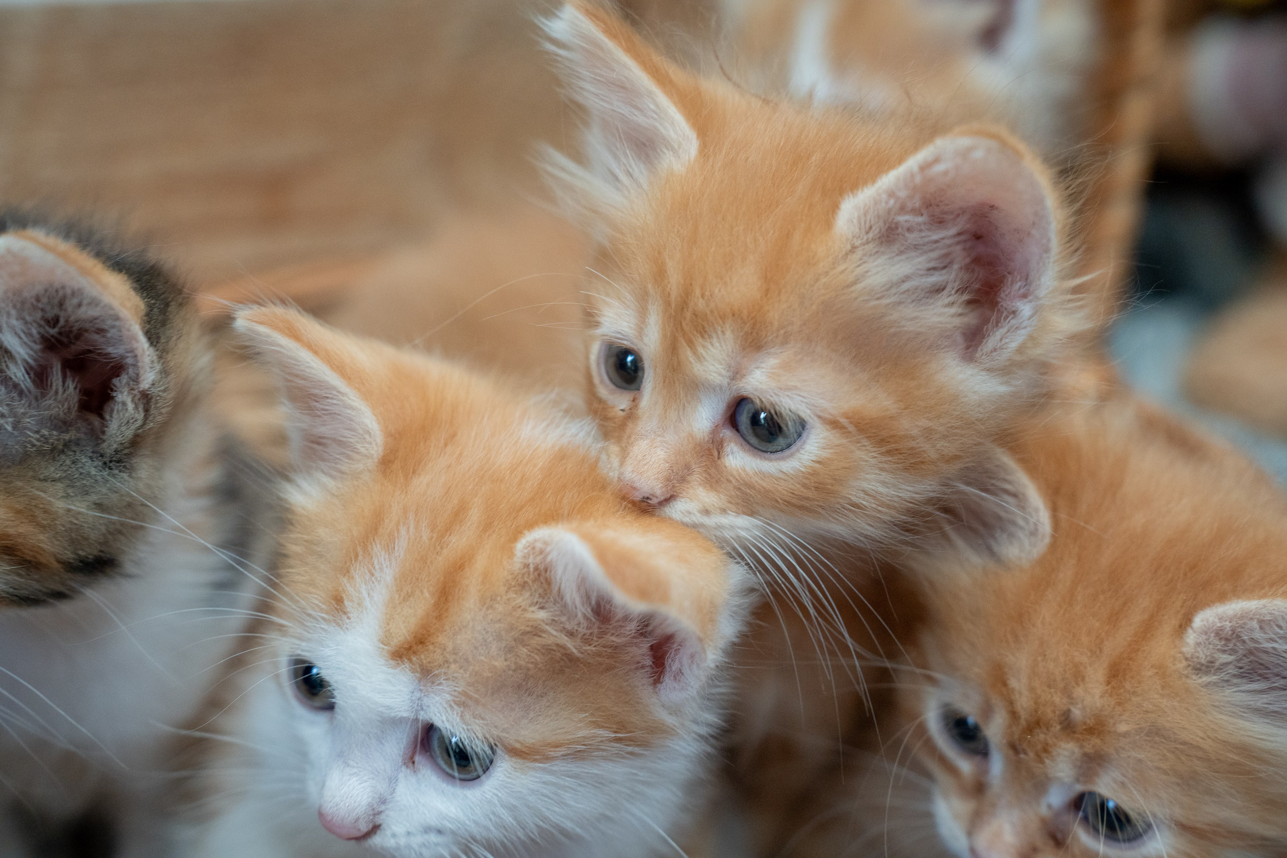 Анимализм. Портретный фотограф Олеся Владимирова в Москве