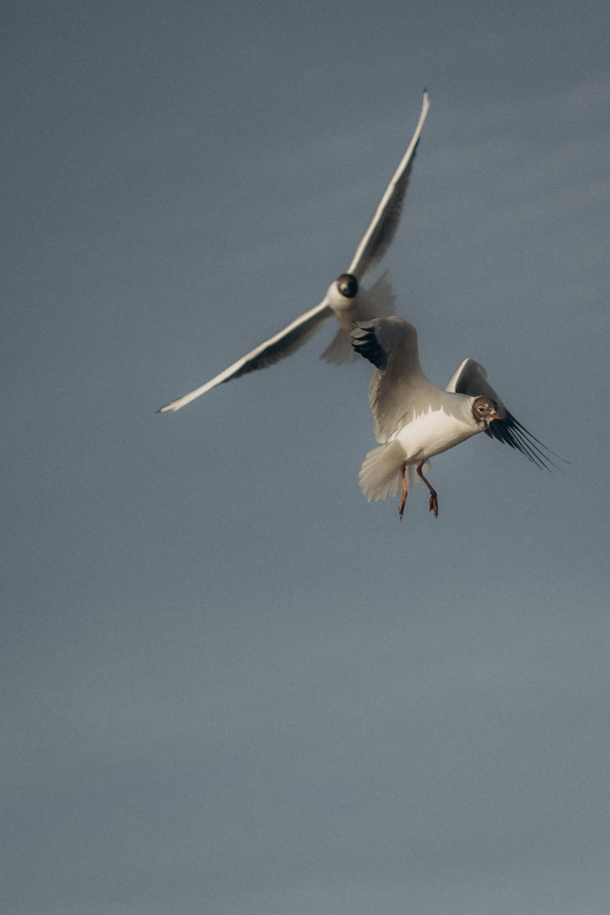 Там, где небо сливается с морем. Семейный фотограф в Калининграде Елена Глазунова