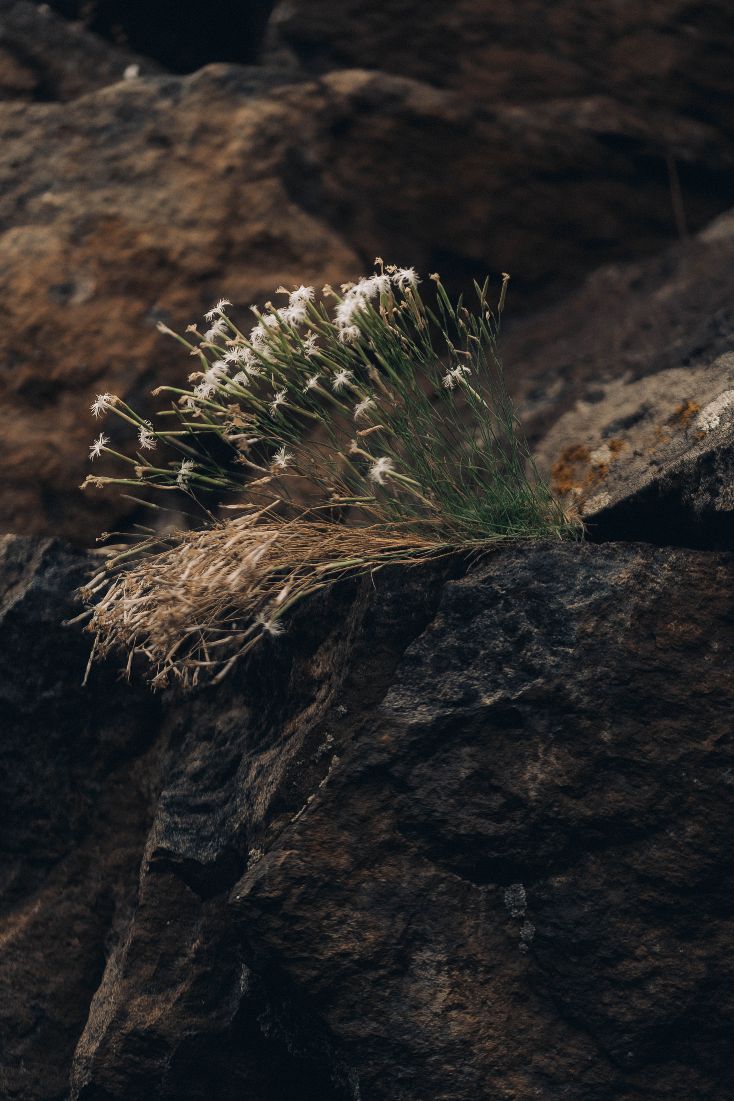 Лиза. Семейный фотограф в Калининграде Елена Глазунова