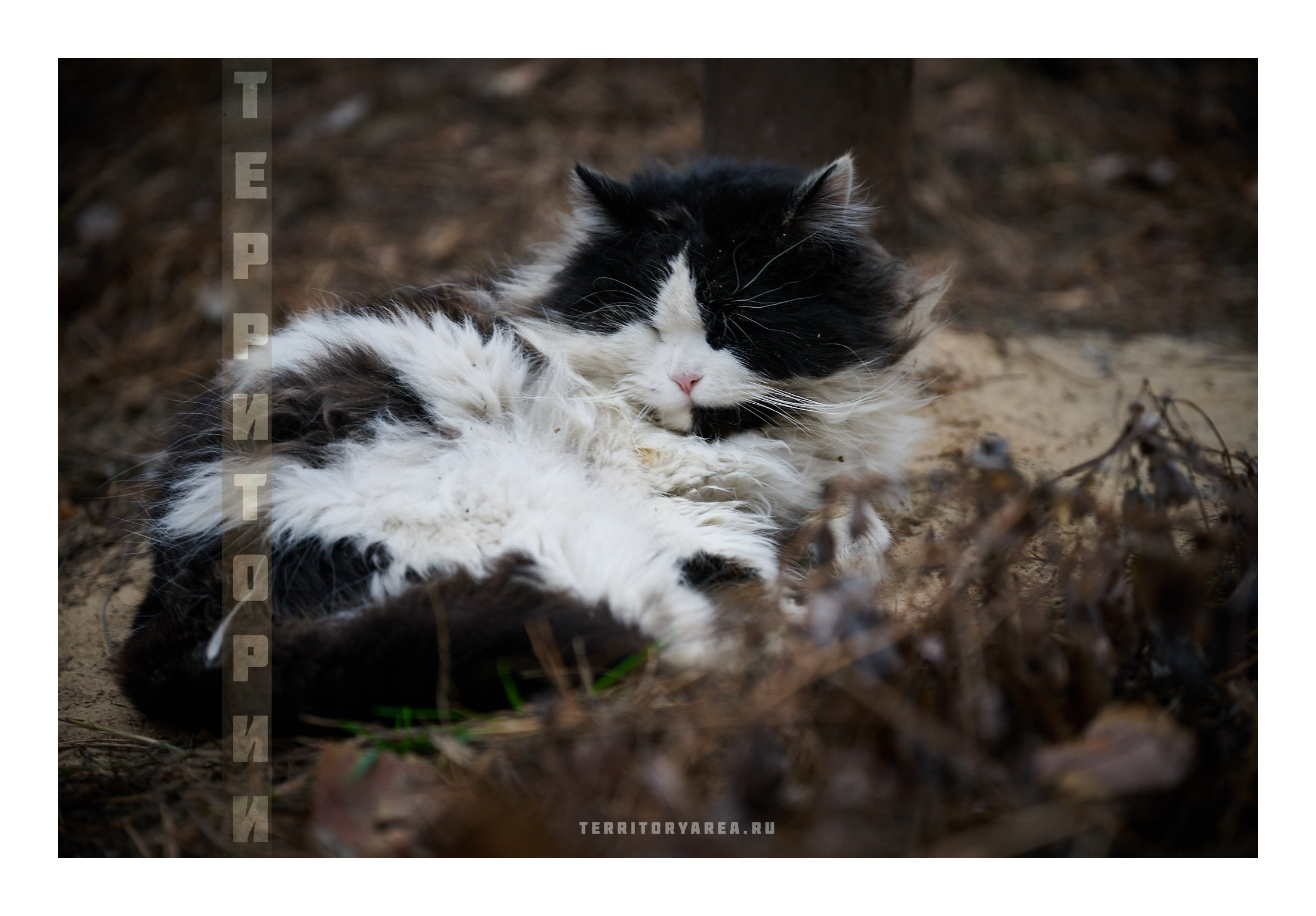 Фотопринты А3. Фотопроект «Территории»