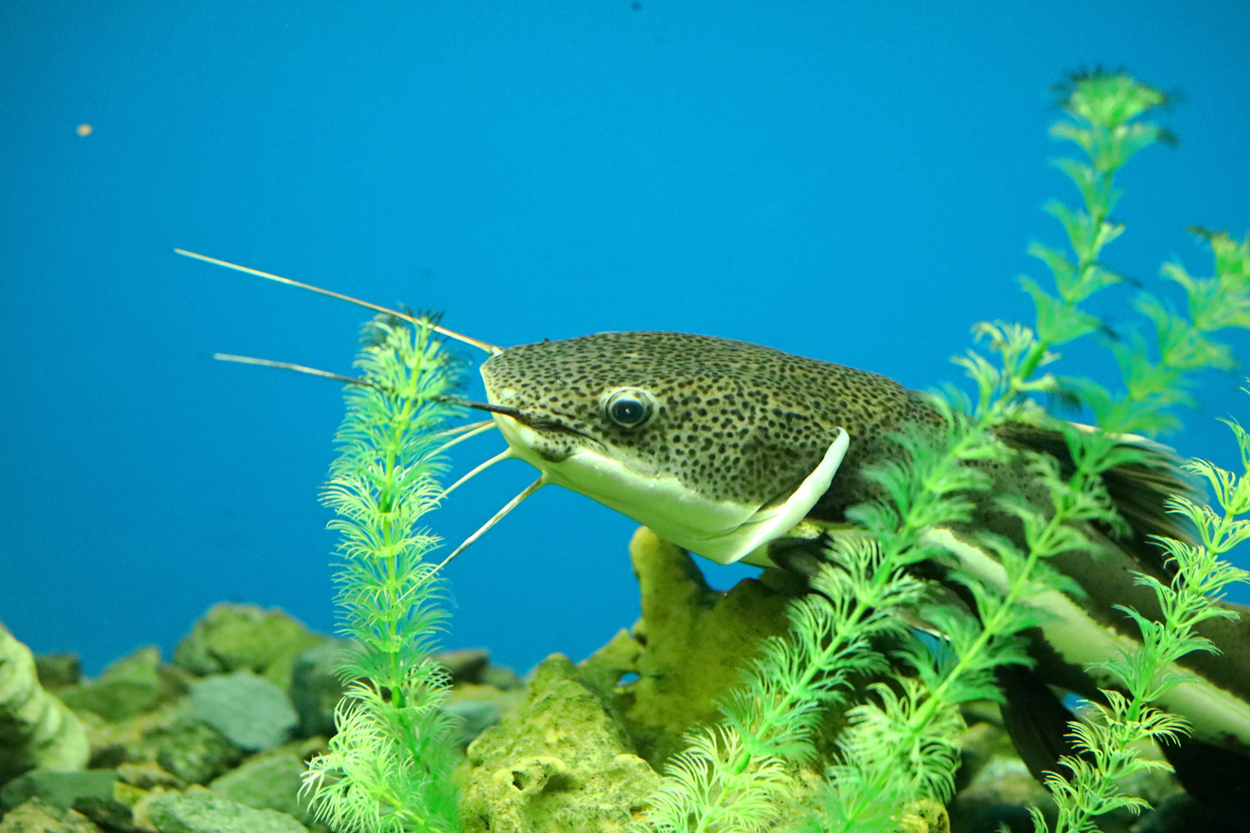 Ростовский зоопарк. Фото-художник и Репортажный фотограф Николаев Александр Алексеевич