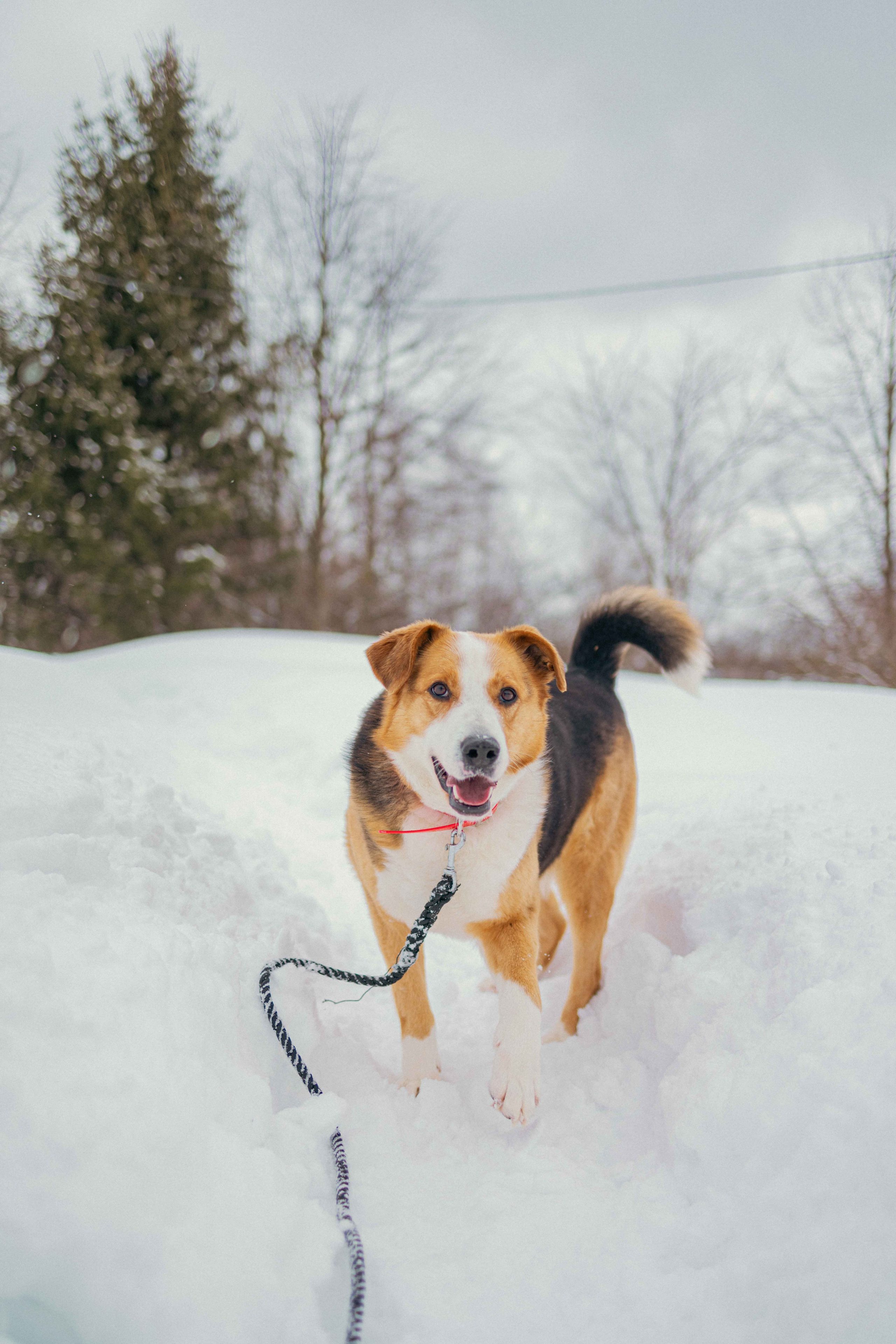 Петя. Фотограф-анималист в Москве Лера Черноног