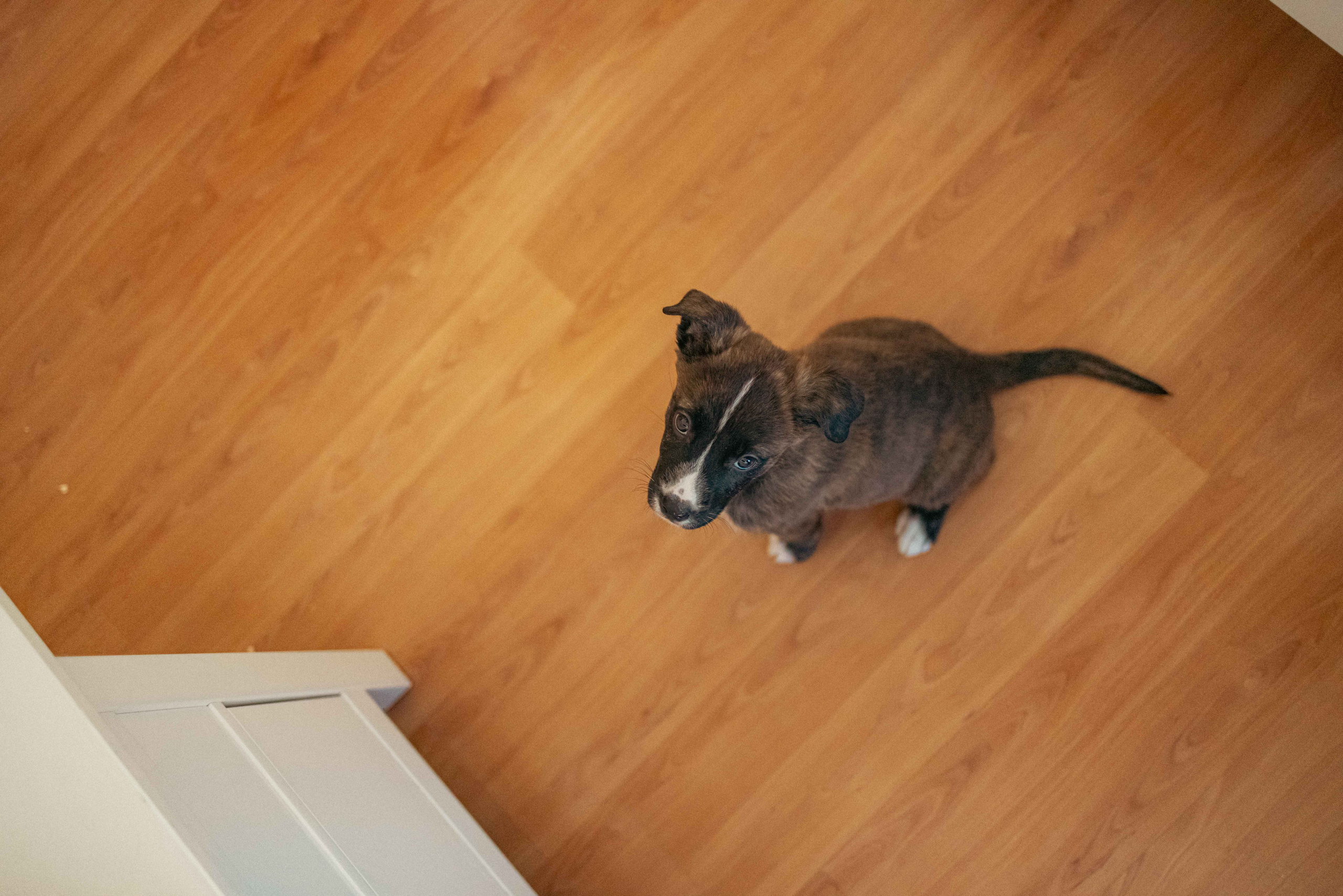 Гайка. Фотограф-анималист в Москве Лера Черноног