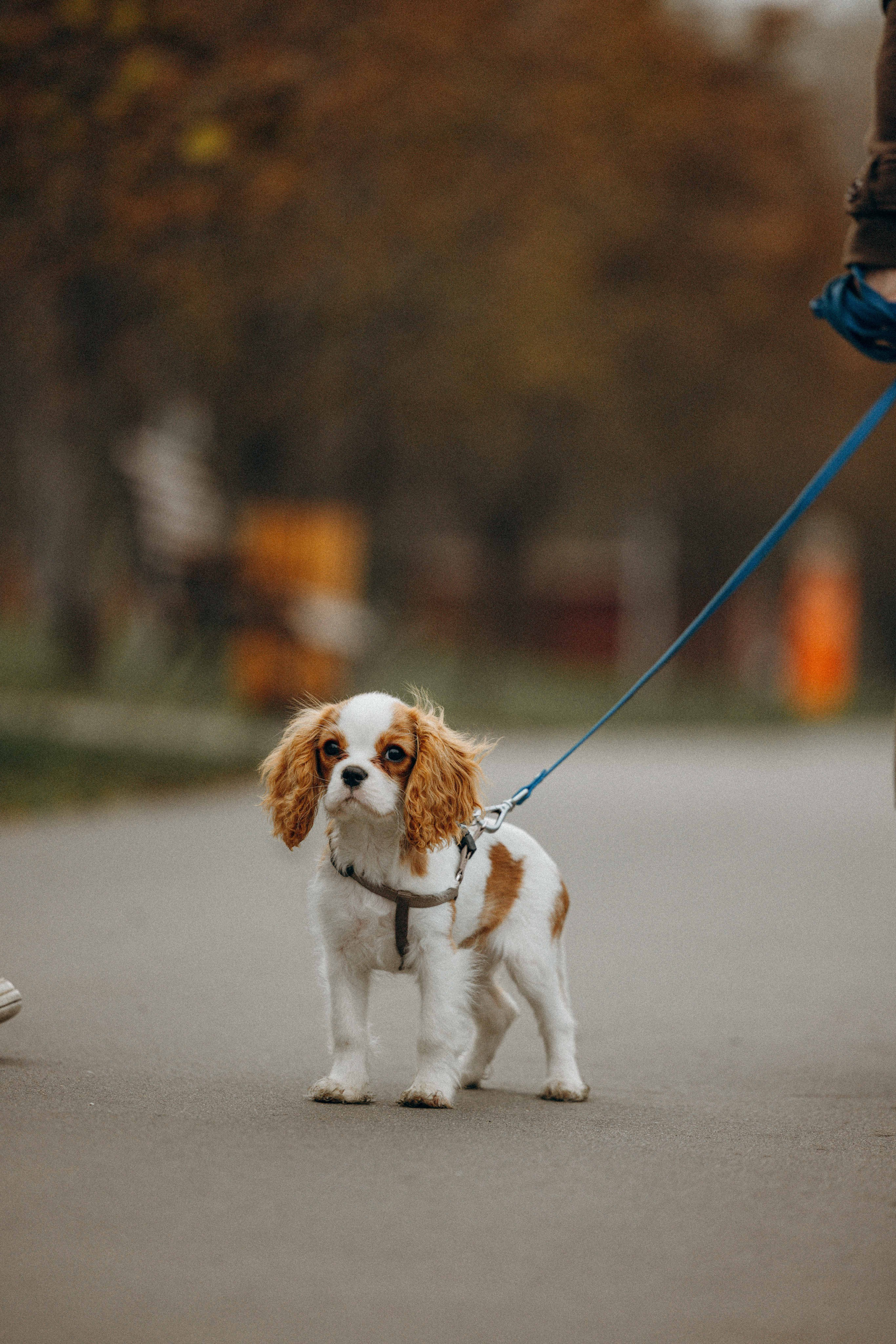 Юля и Кипр. Фотограф-анималист в Москве Лера Черноног