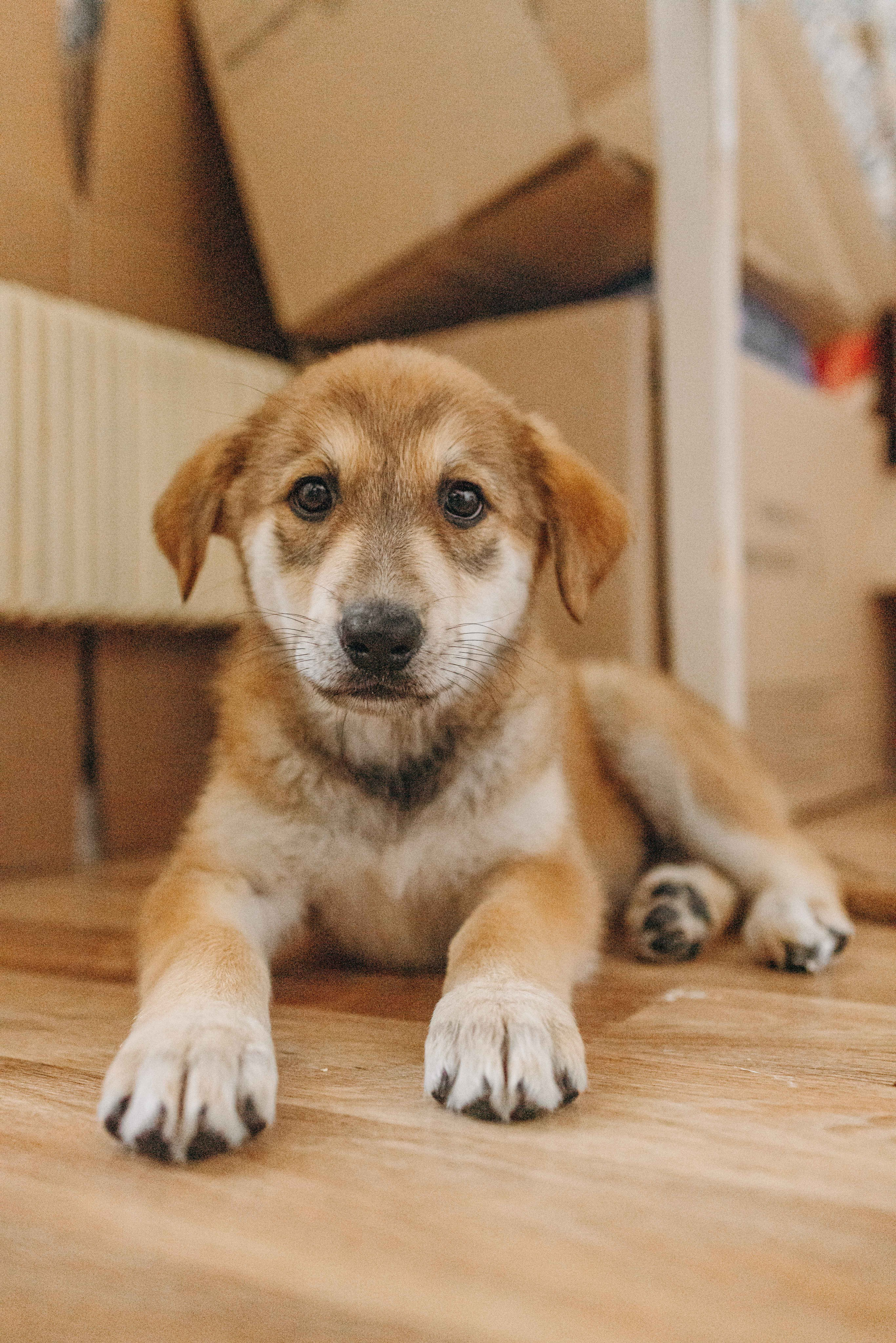 Щеночки на кухне. Фотограф-анималист в Москве Лера Черноног