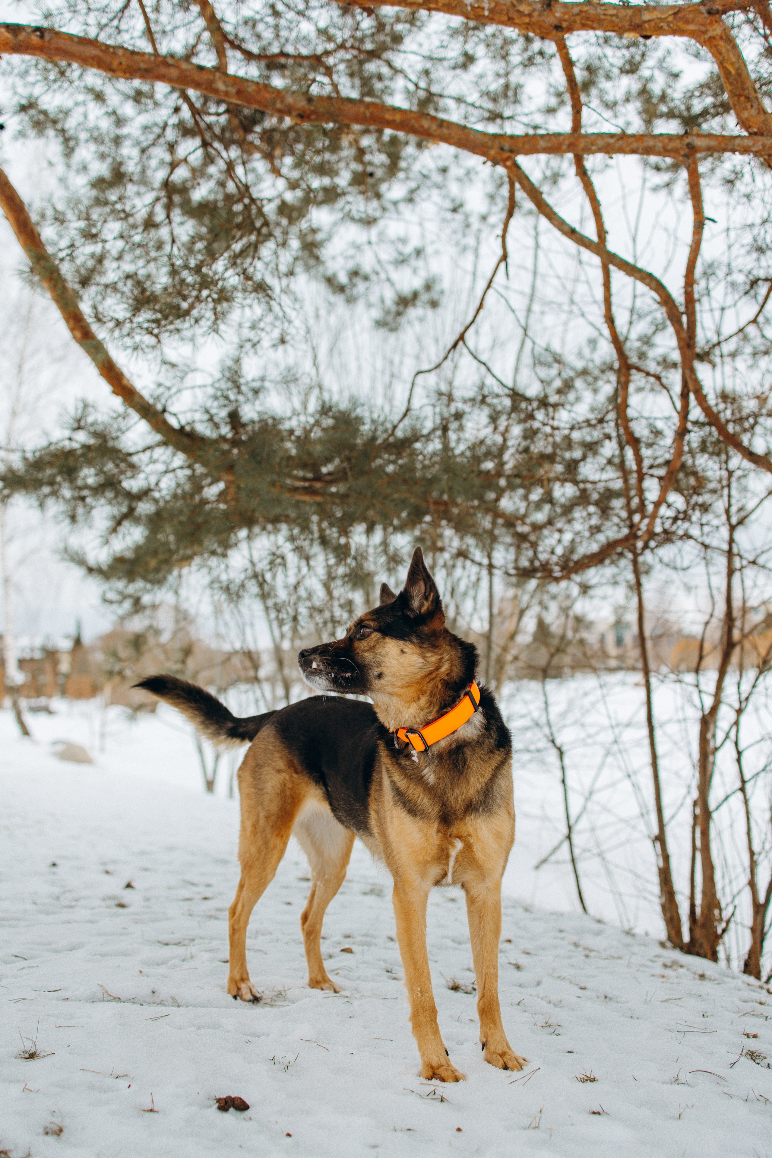 Ника, Матиша и Герда. Фотограф-анималист в Москве Лера Черноног