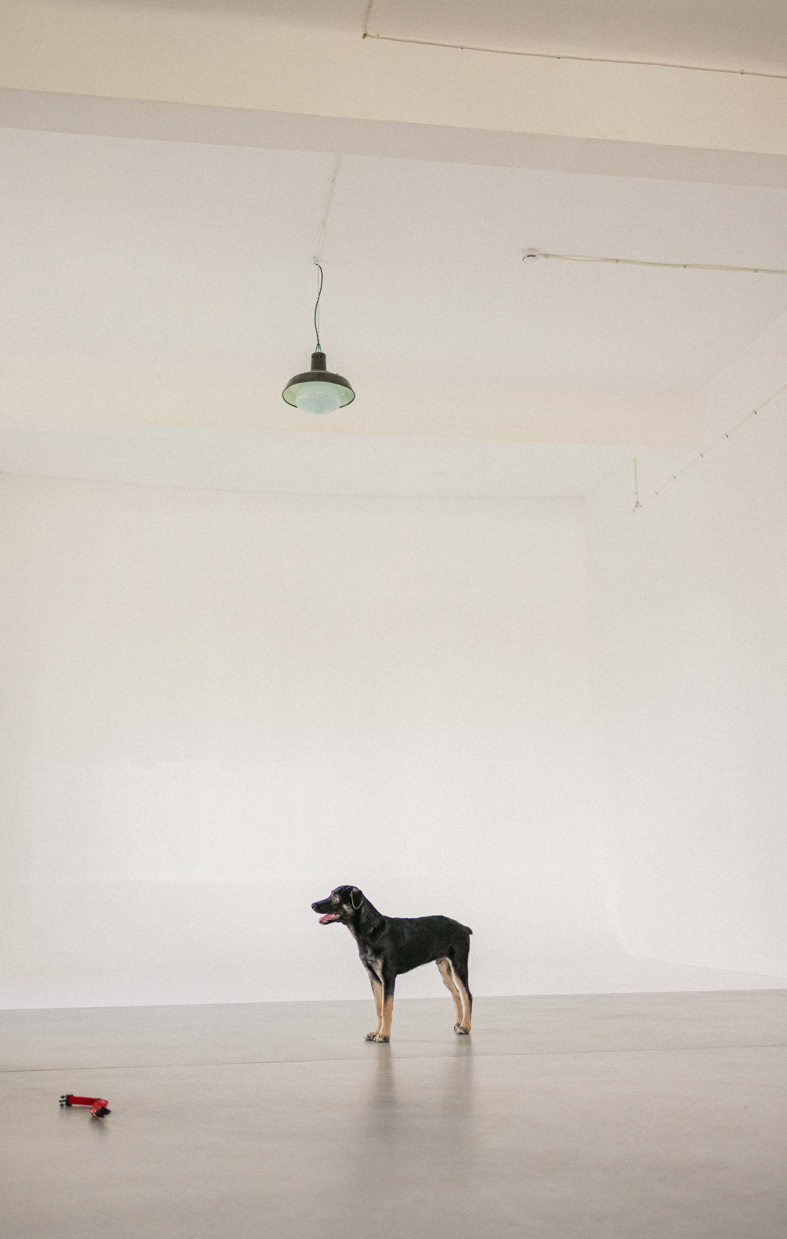 Крис и Тэдди. Фотограф-анималист в Москве Лера Черноног