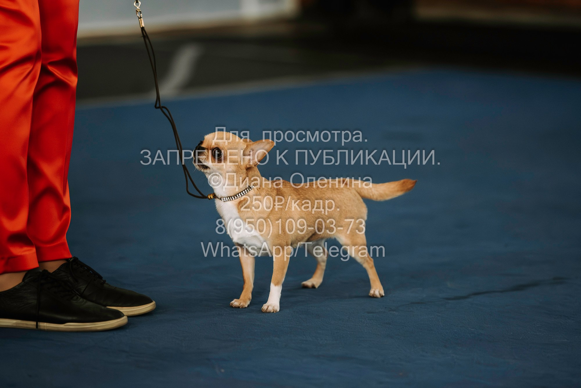 Выставка собак Красноярск 29.10.2023. Фотограф Диана Оленина Красноярск / Братск