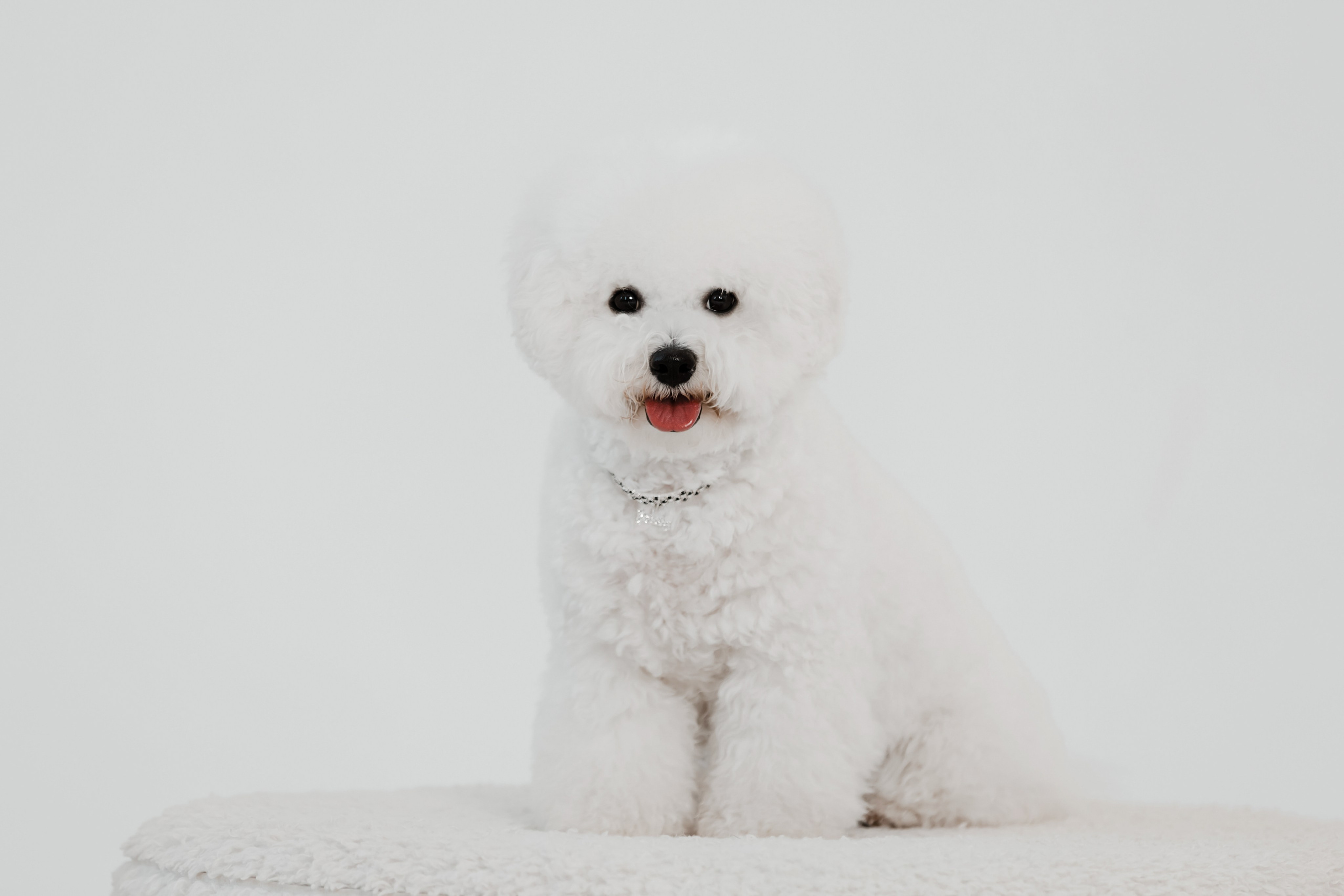 Бишон-фризе. Фотограф-анималист в Краснодаре Маша Мельникова